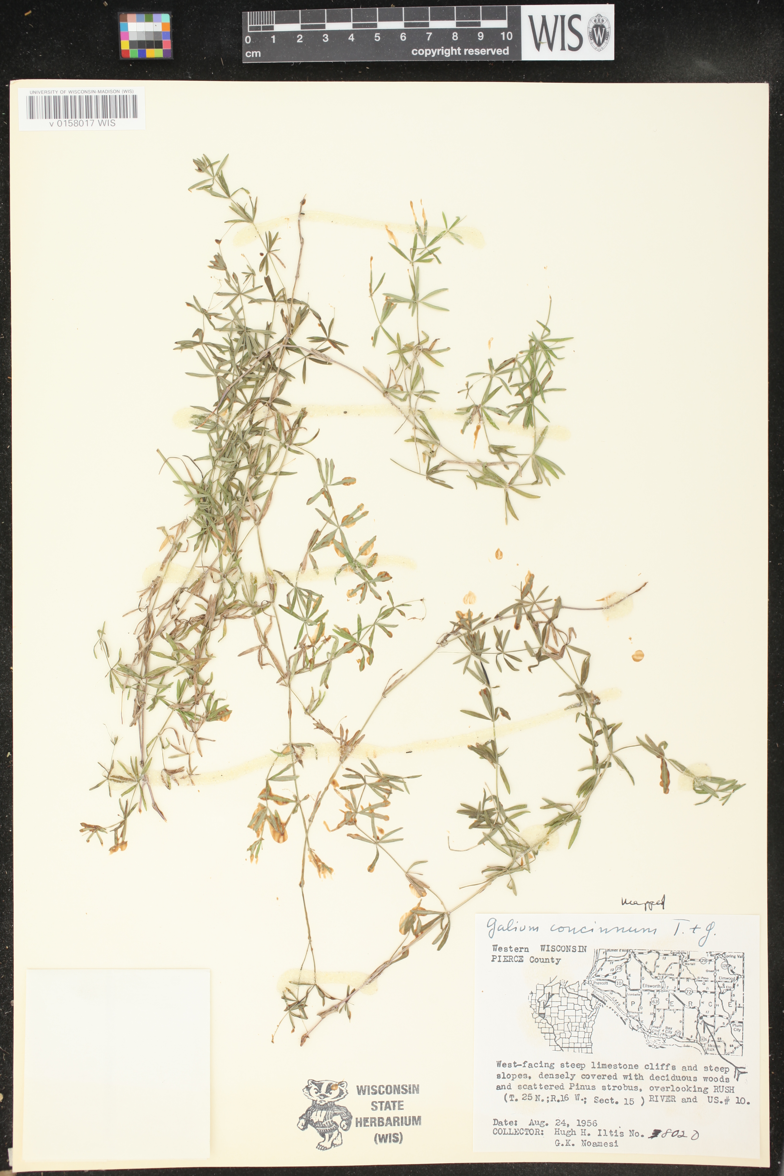 Galium concinnum image