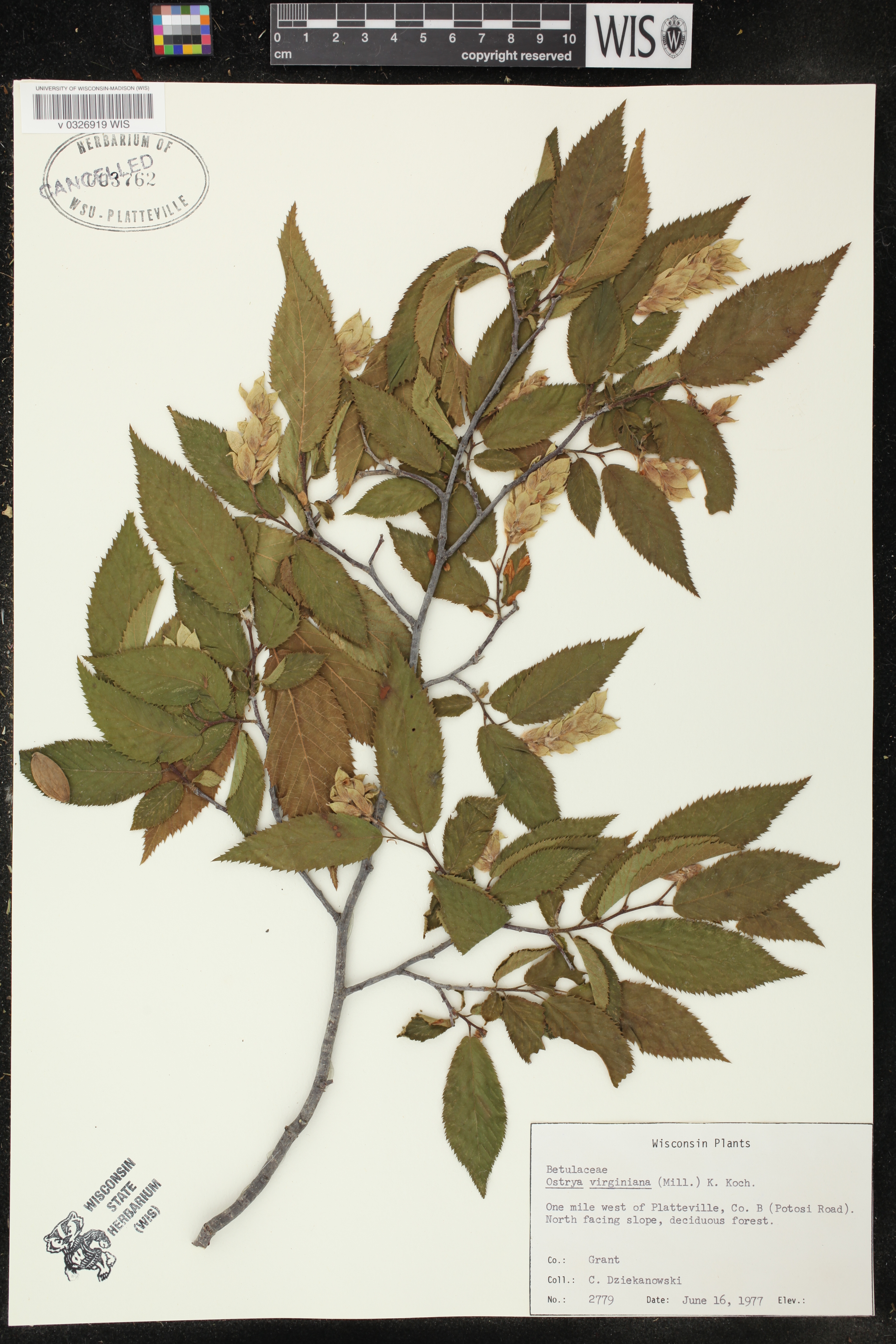 Ostrya virginiana image