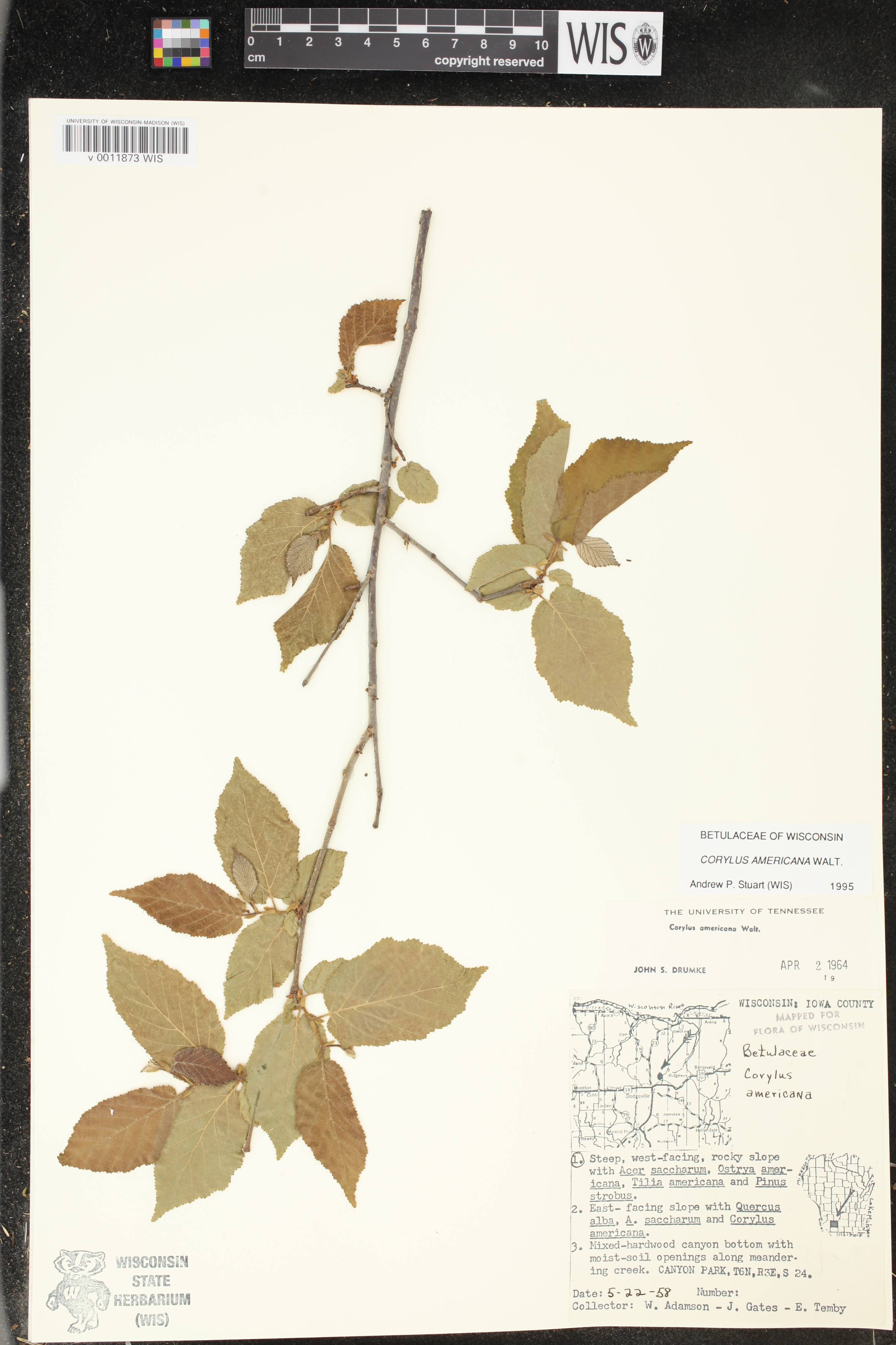 Corylus americana image