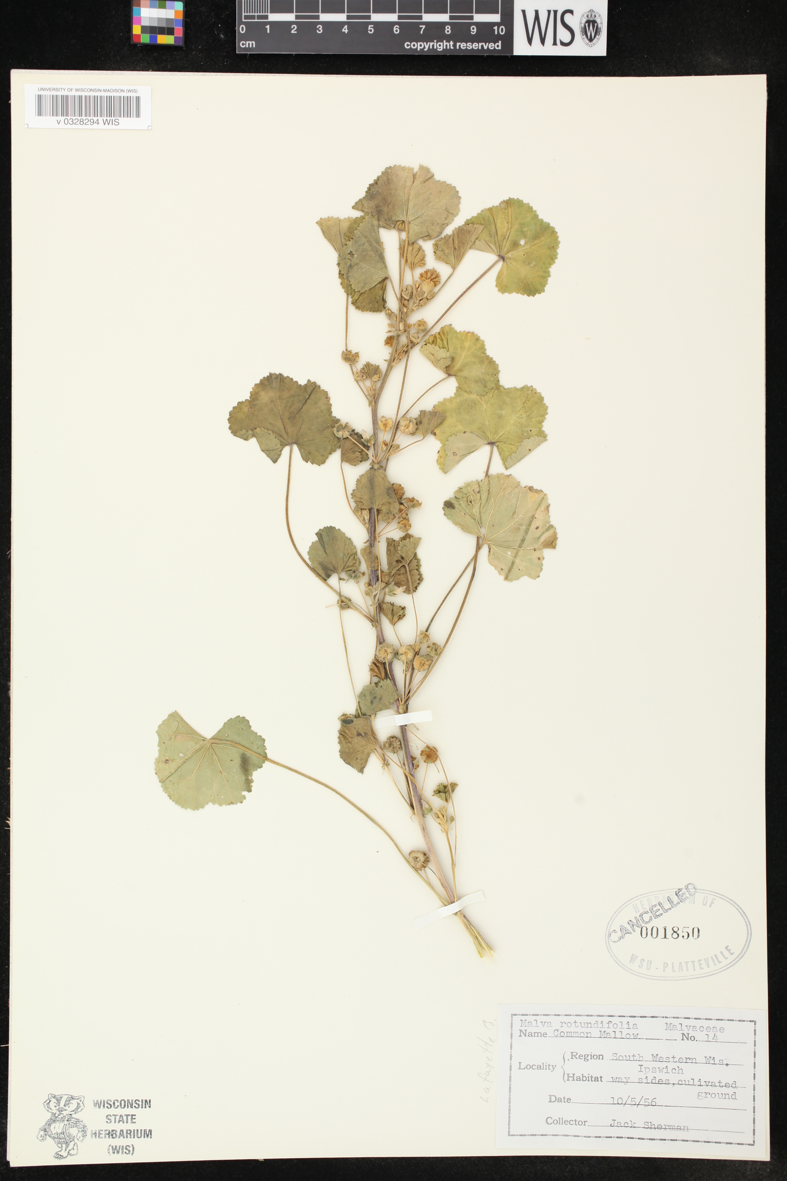Malva pusilla image