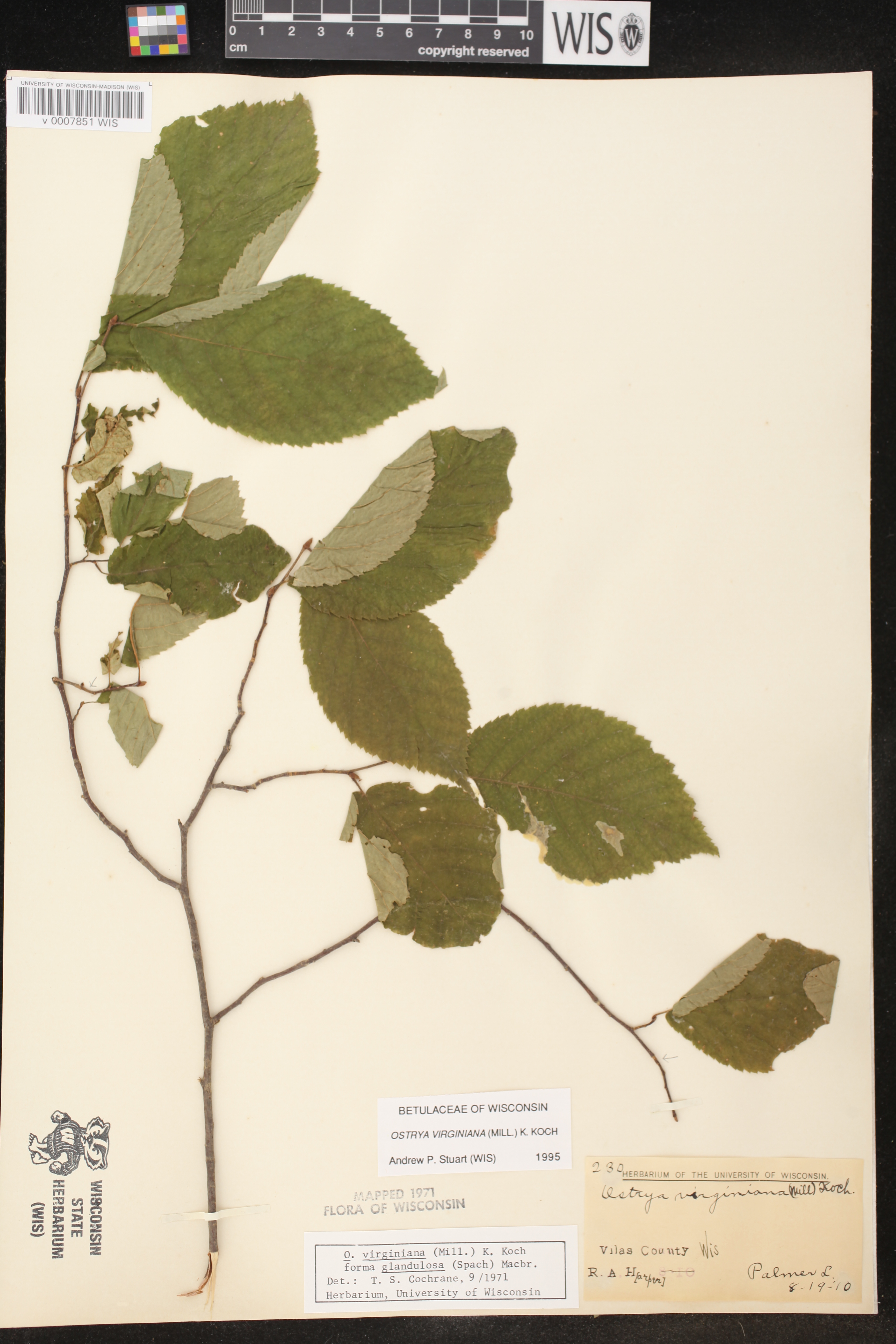 Ostrya virginiana image