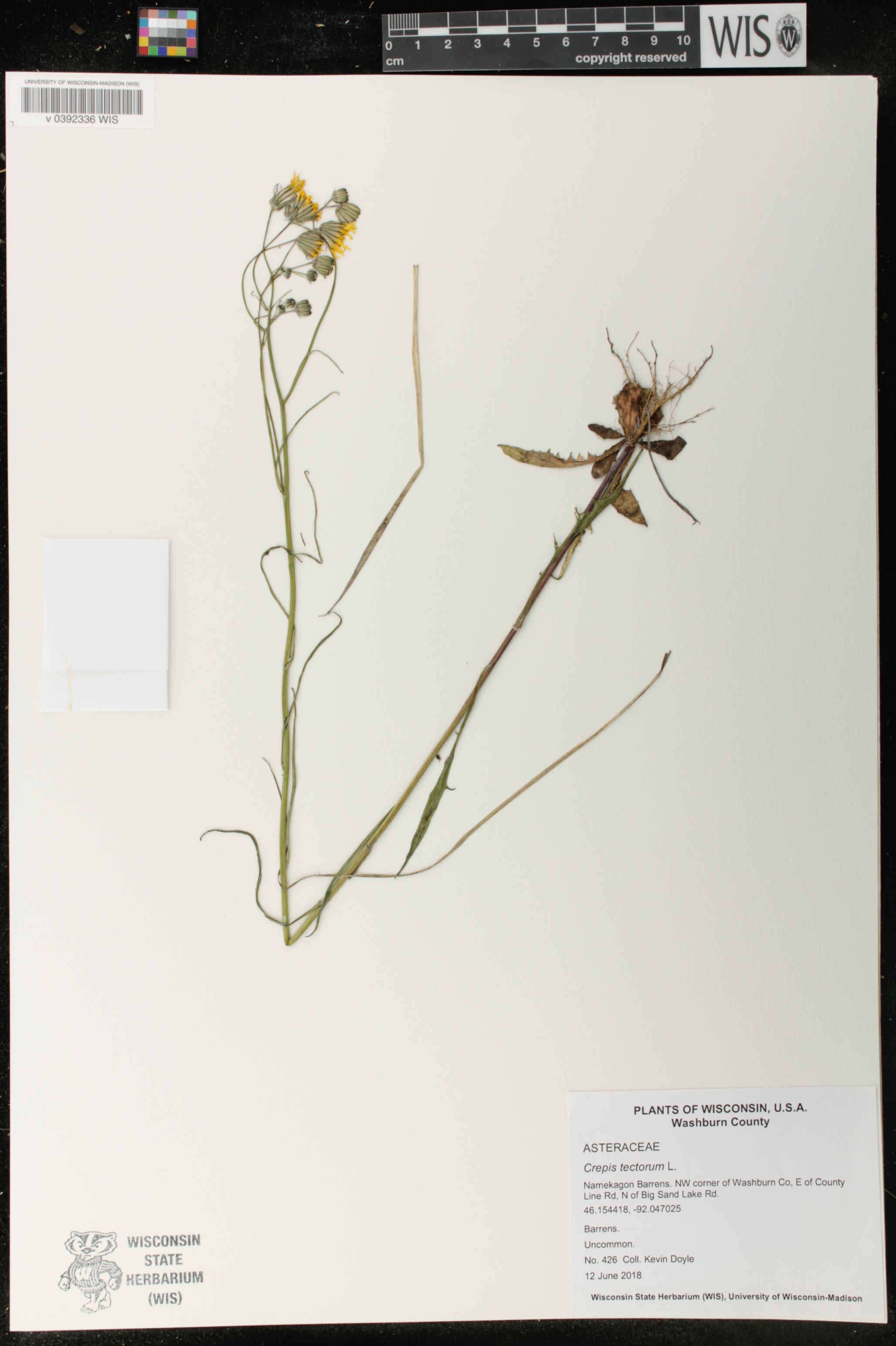 Crepis tectorum image