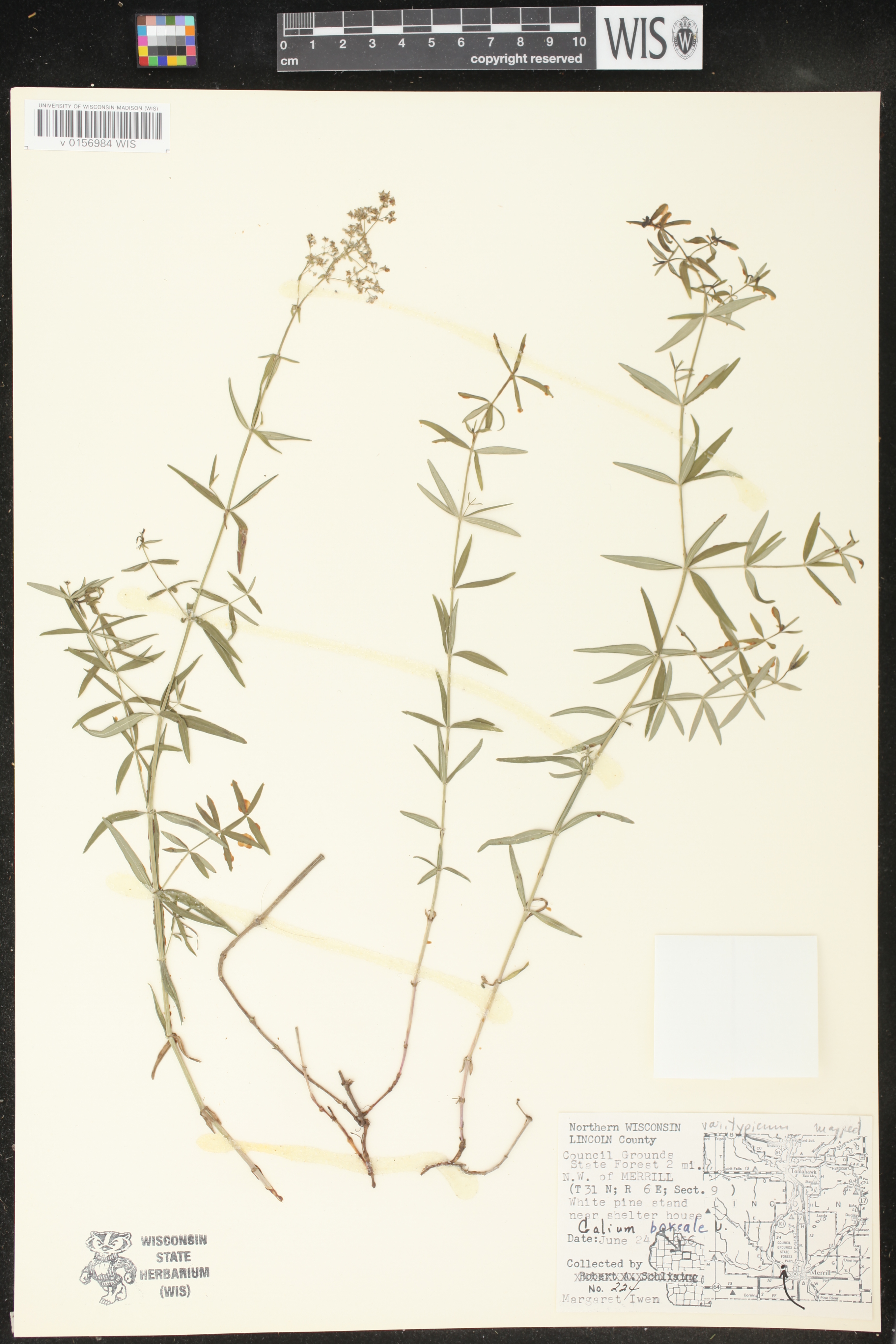 Galium boreale image