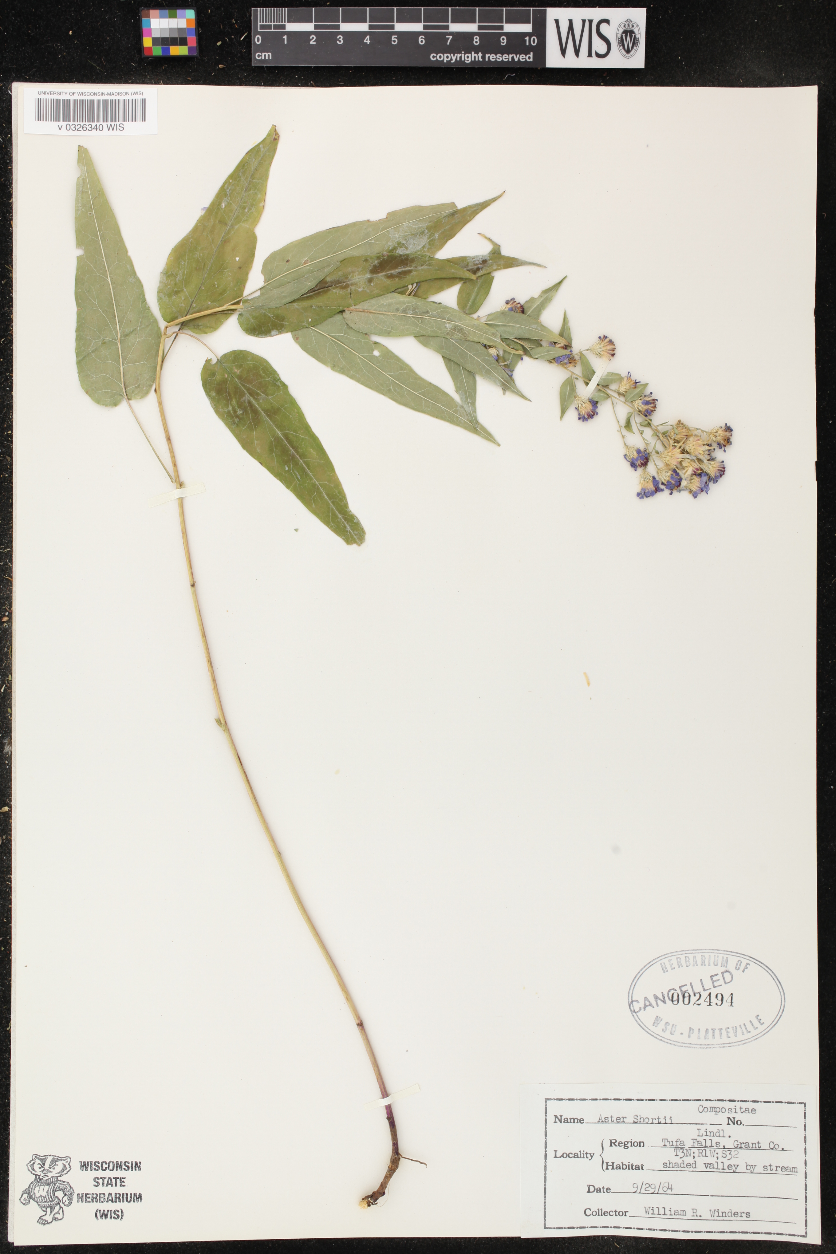 Symphyotrichum shortii image
