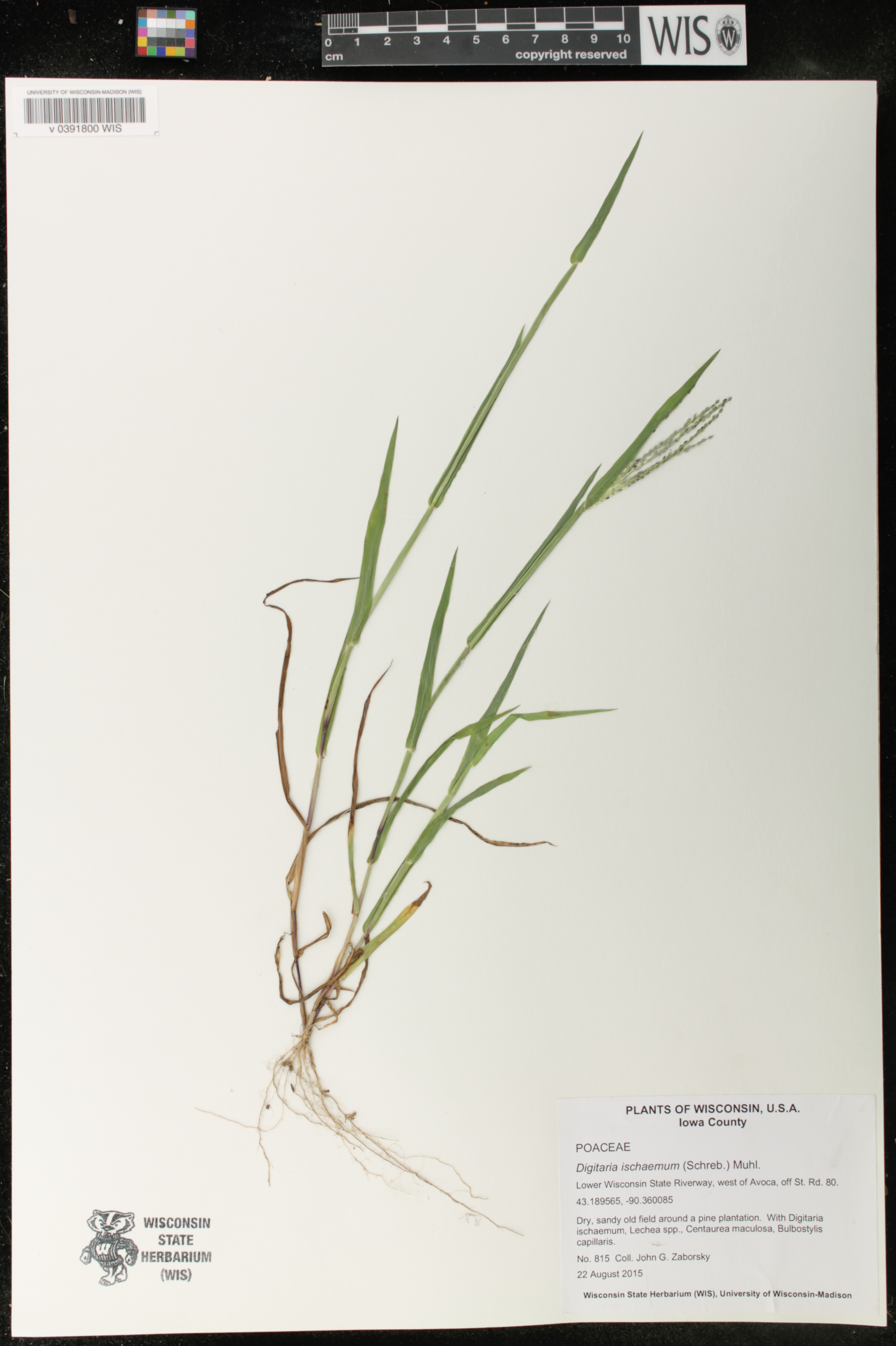 Digitaria ischaemum image