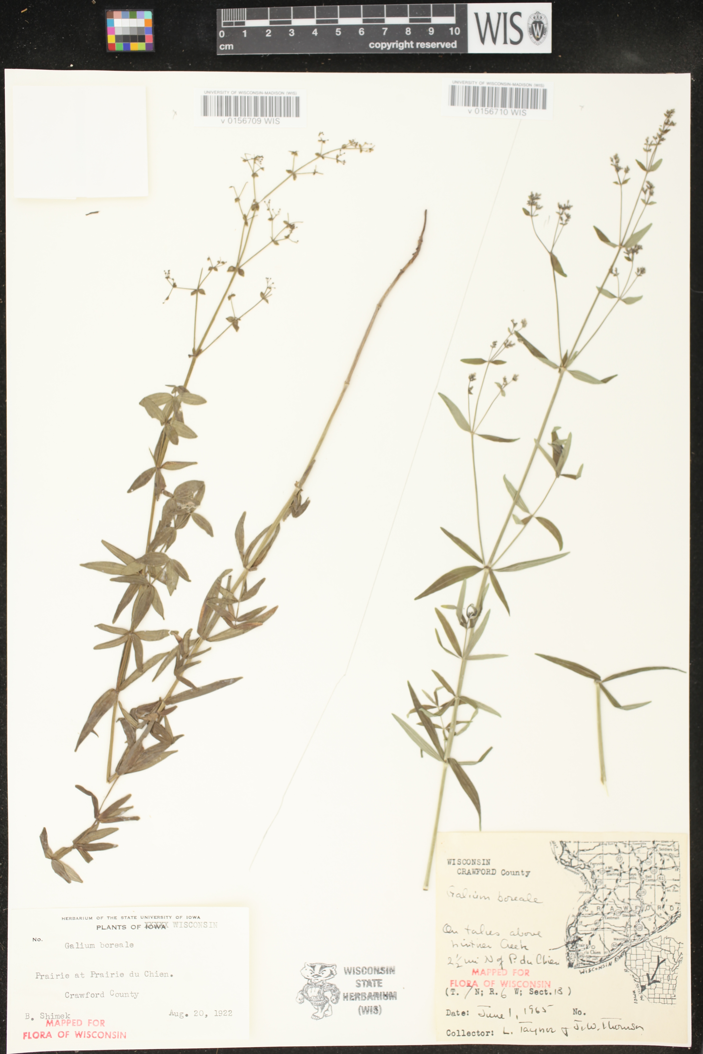 Galium boreale image