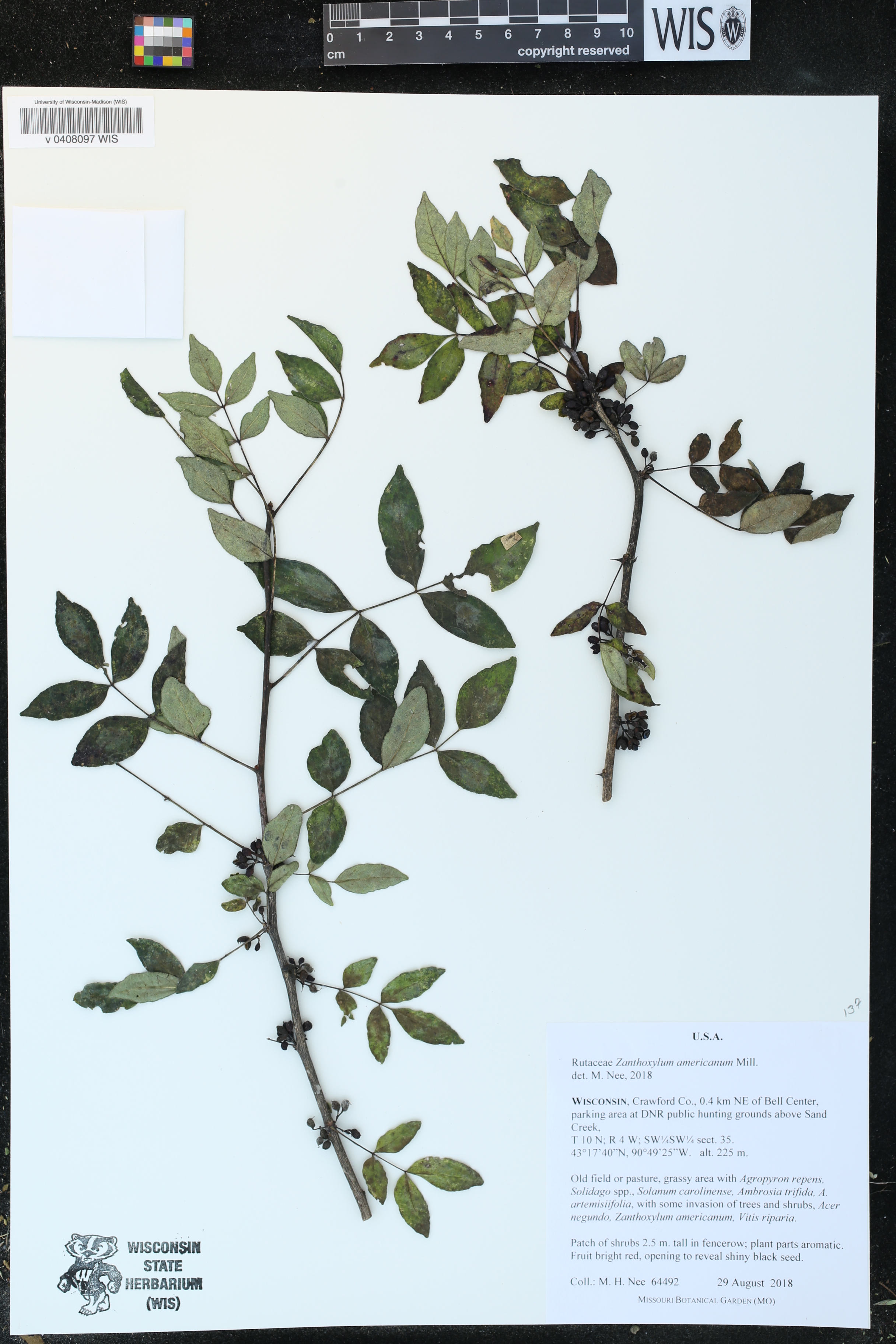 Zanthoxylum americanum image