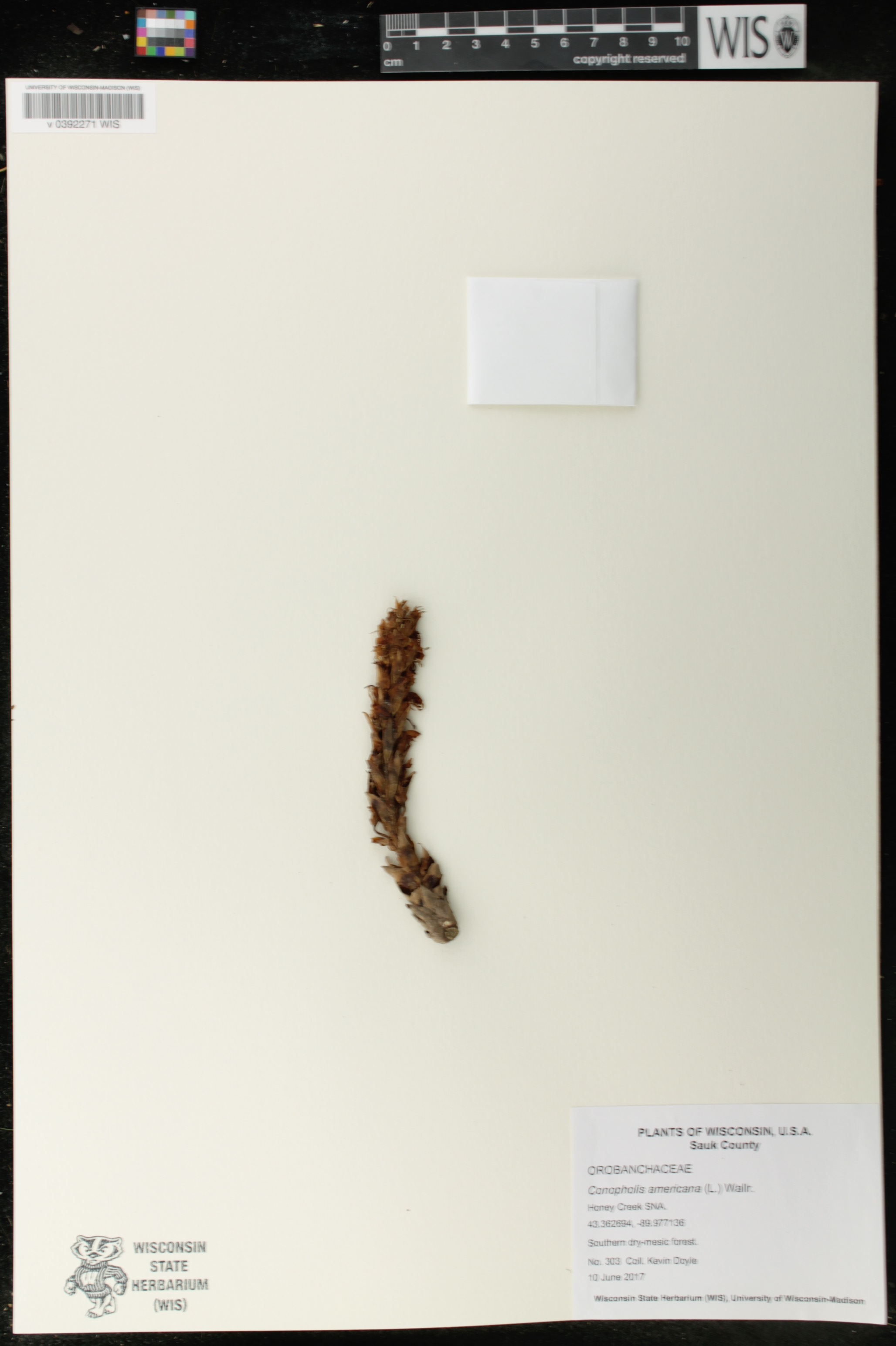 Conopholis americana image