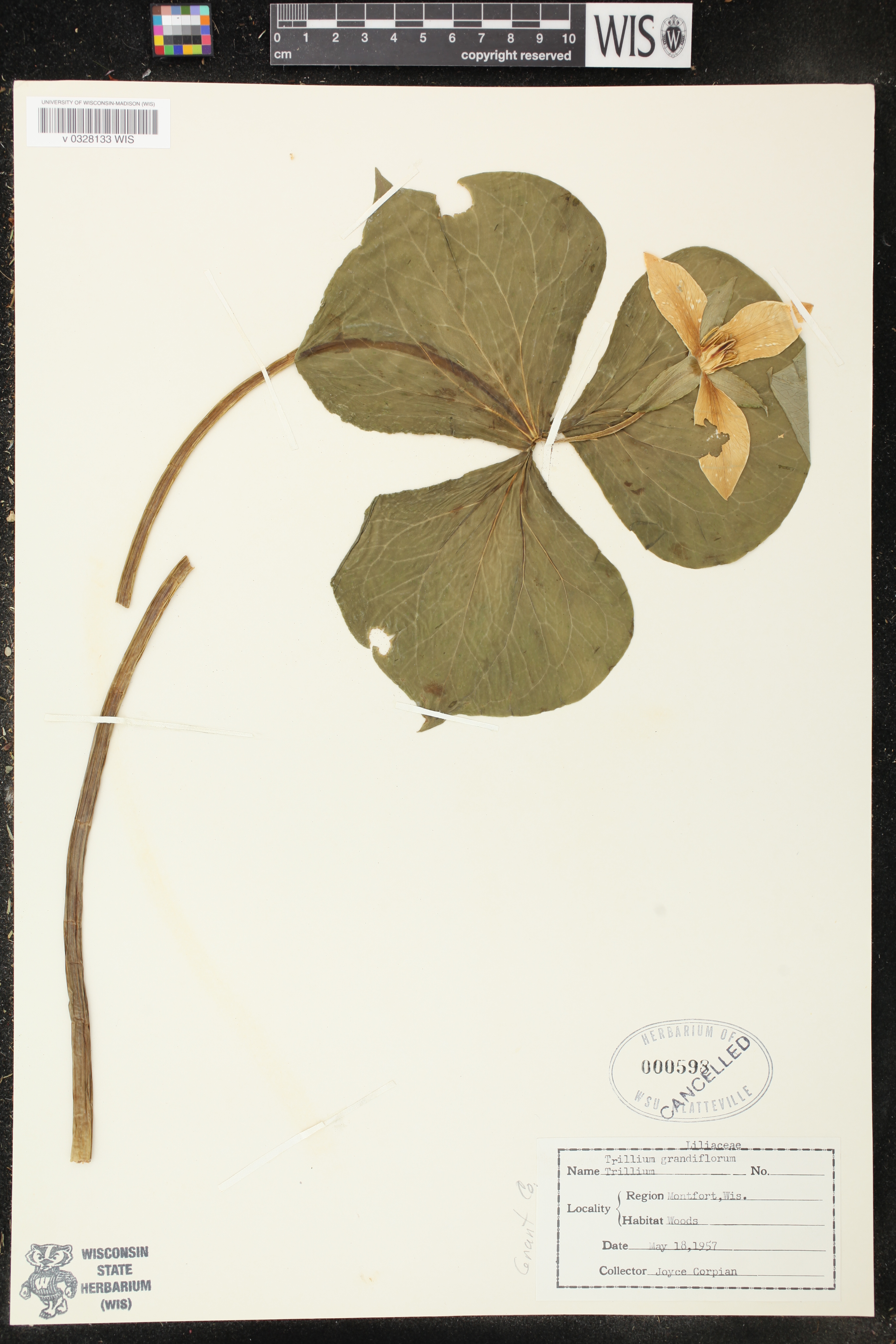 Trillium grandiflorum image