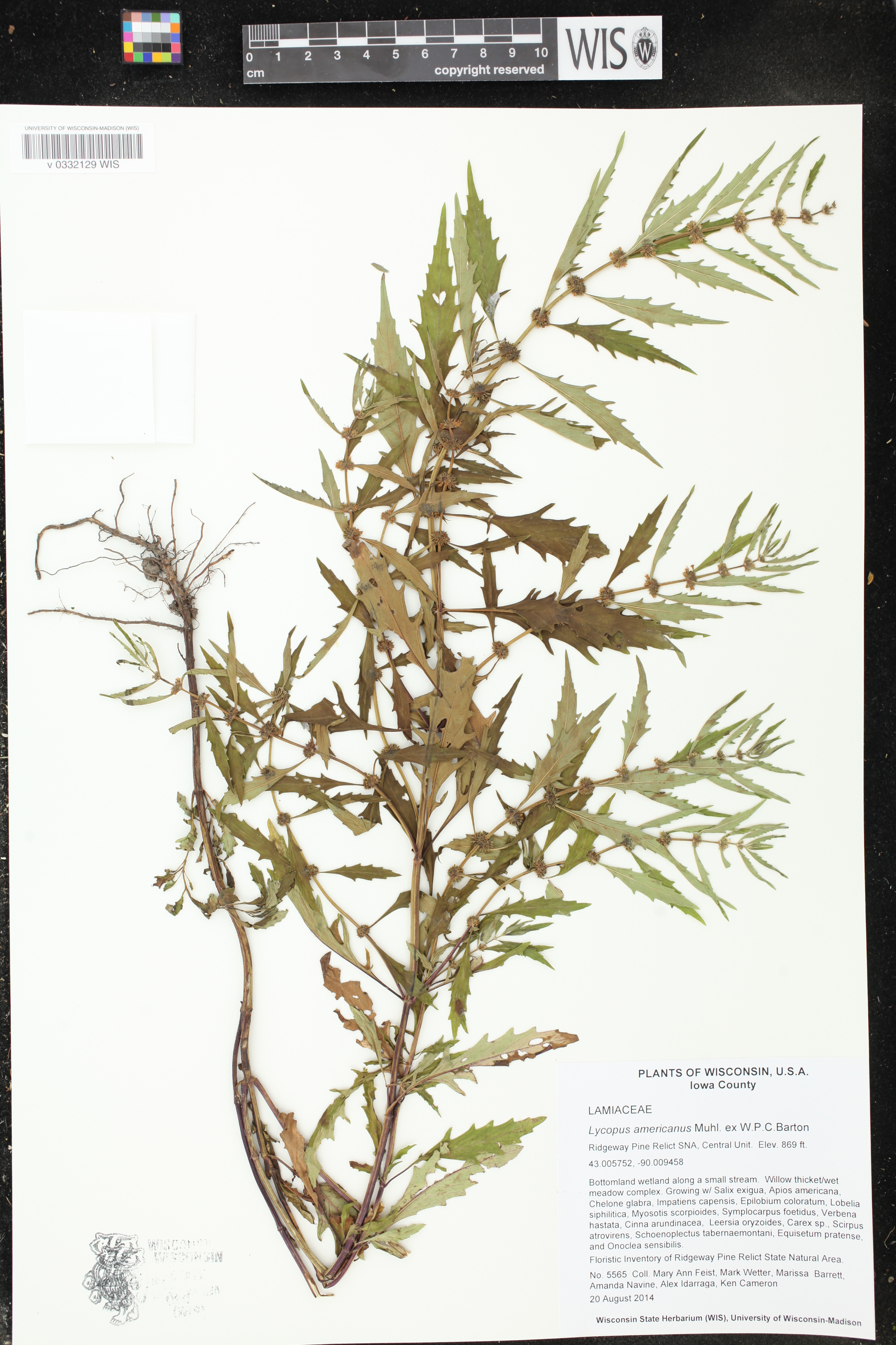 Lycopus americanus image