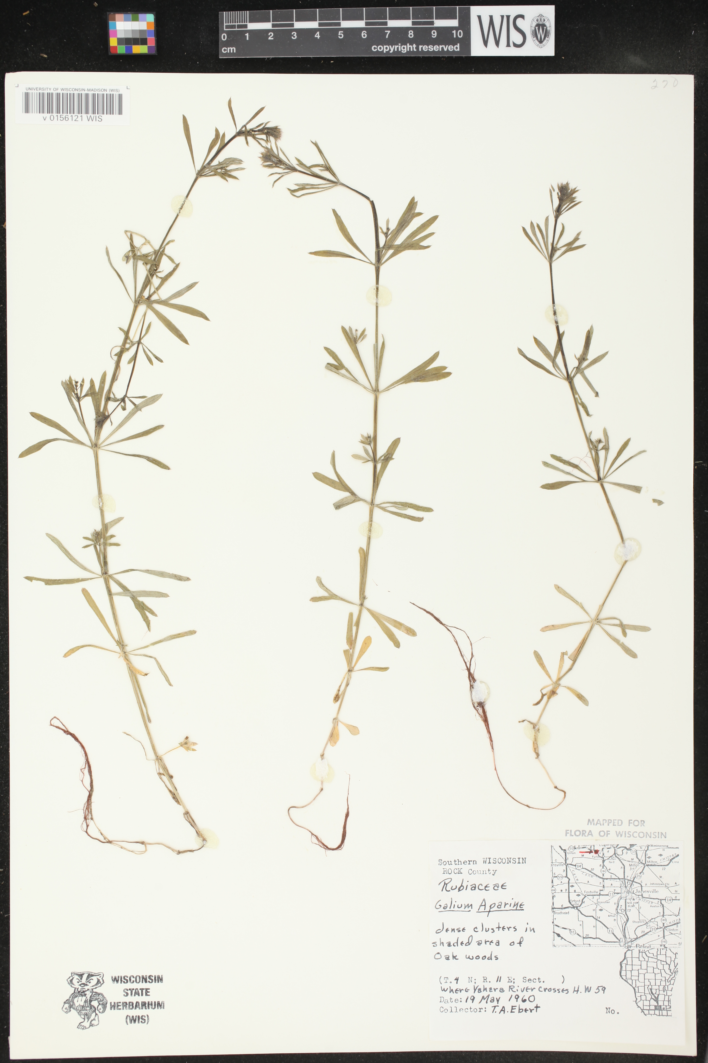 Galium aparine image