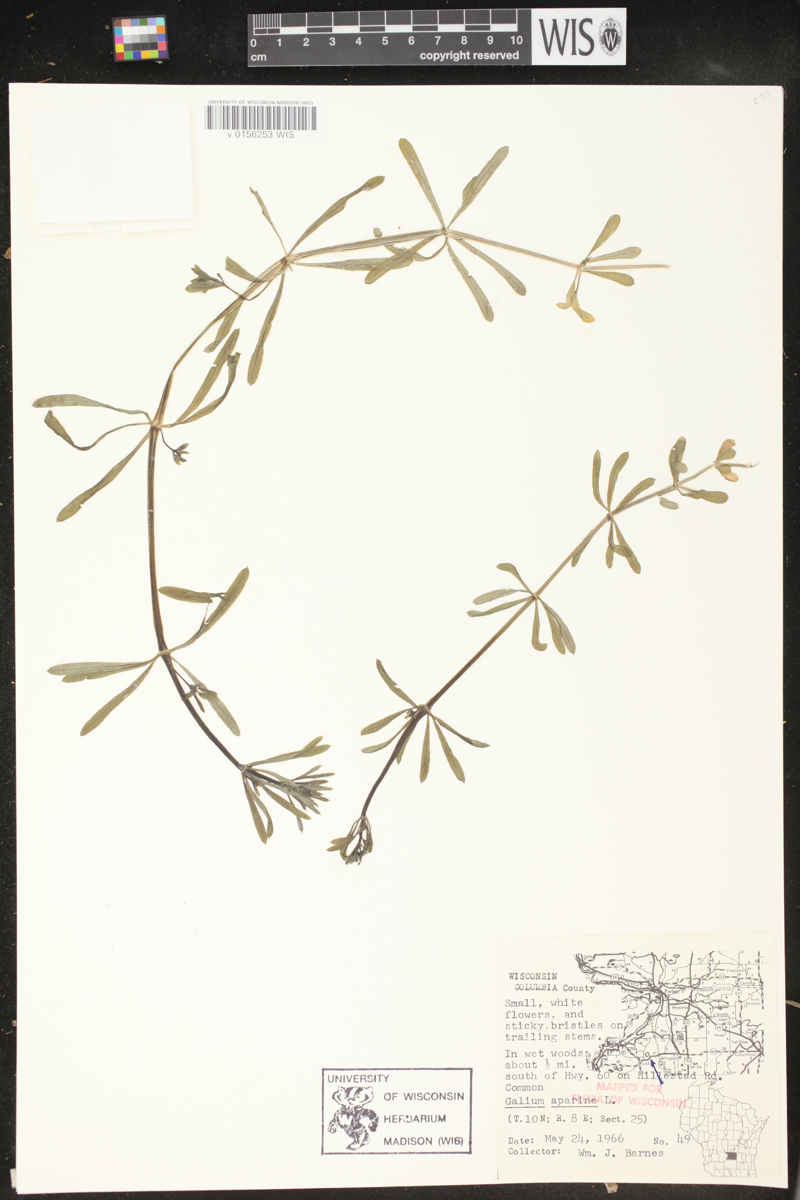Galium aparine image