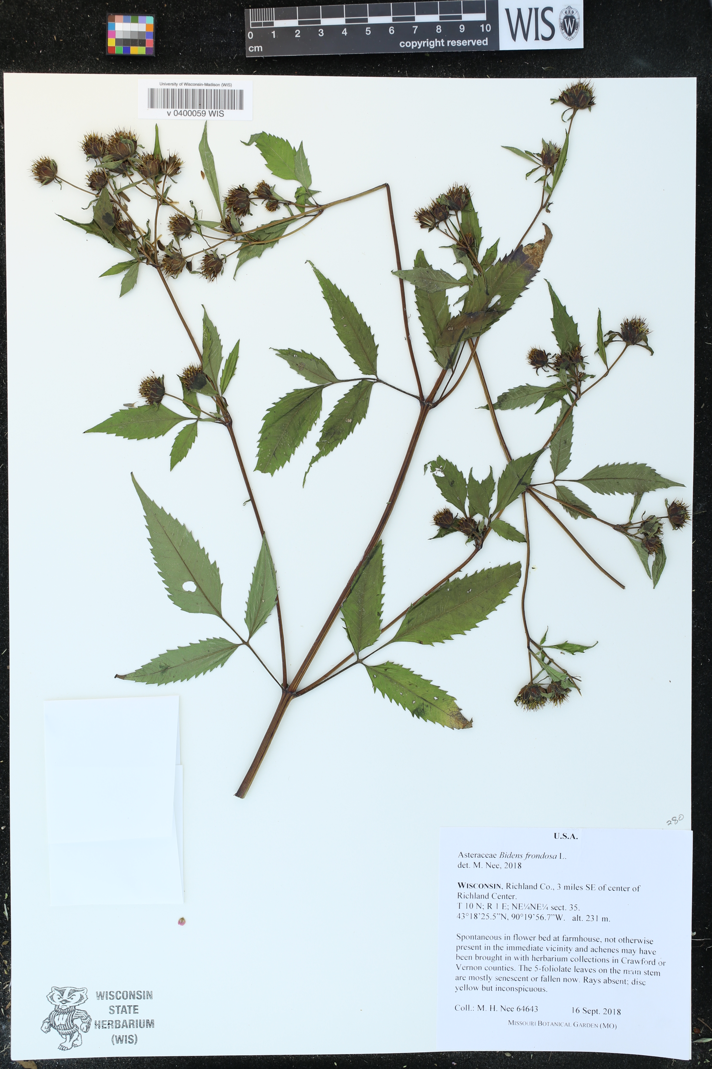 Bidens frondosa image