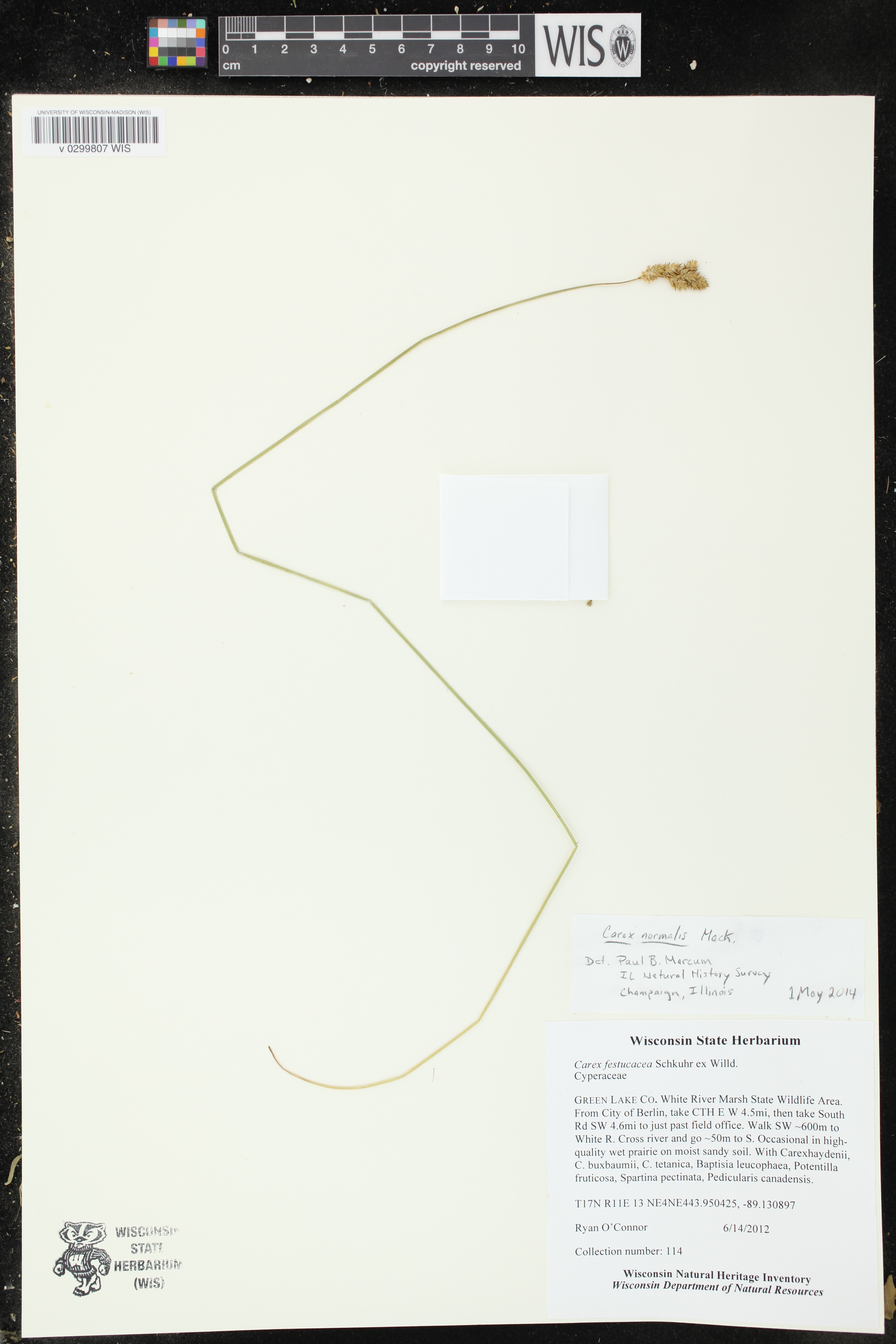 Carex normalis image