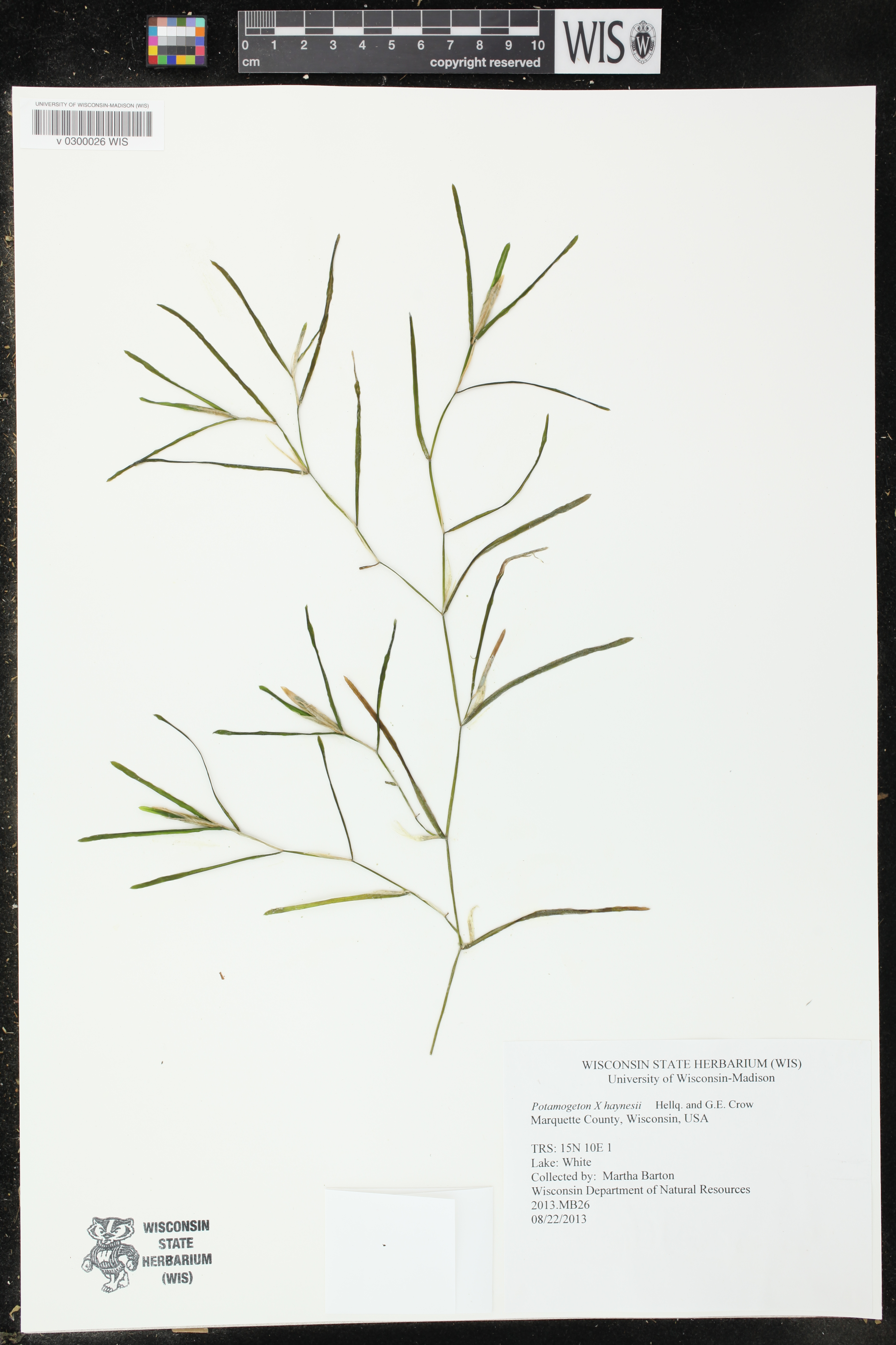 Potamogeton x haynesii image
