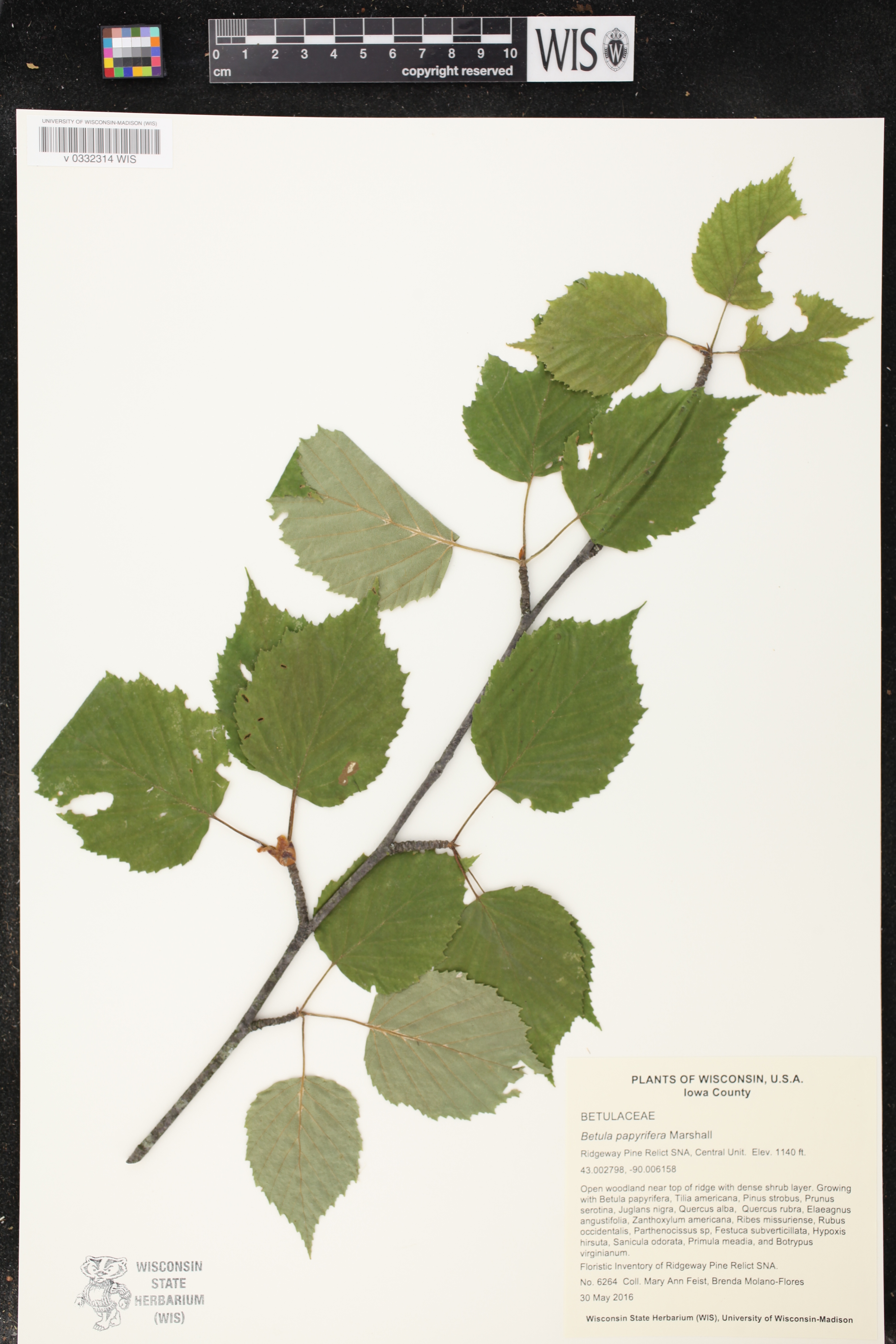Betula papyrifera image