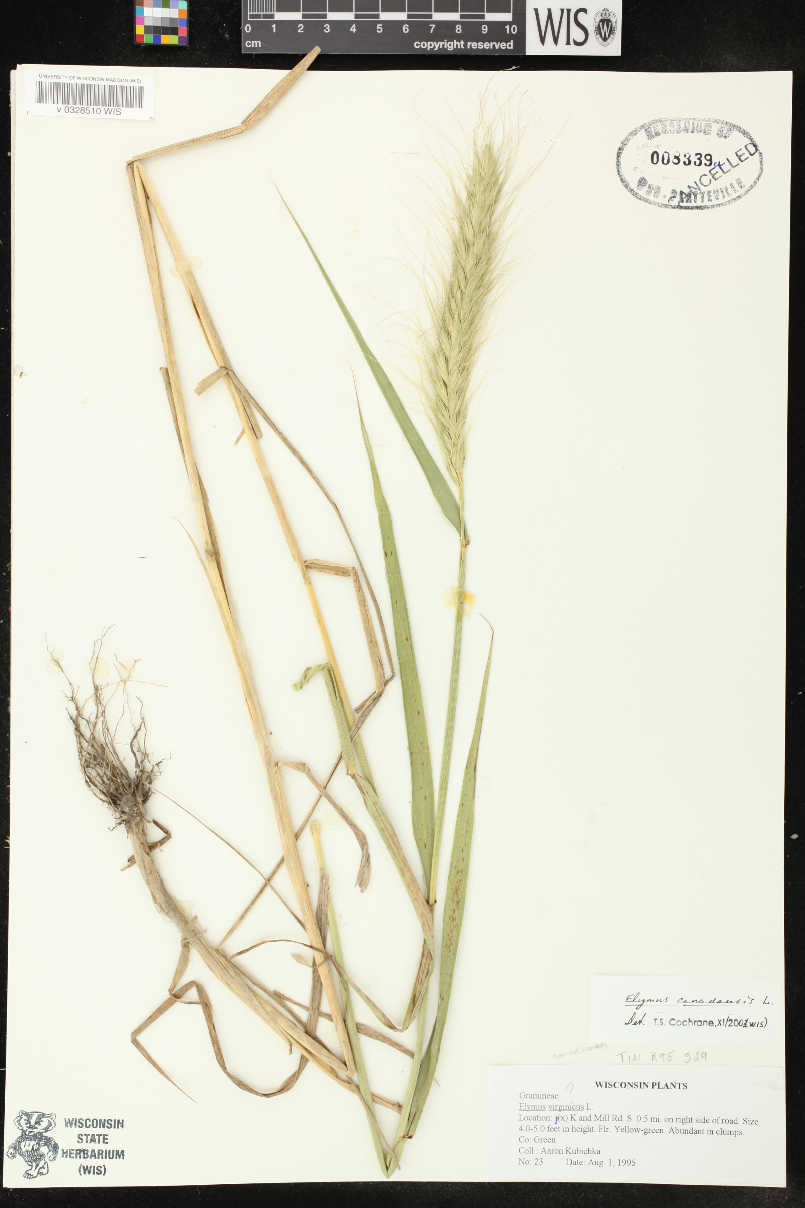 Elymus canadensis image