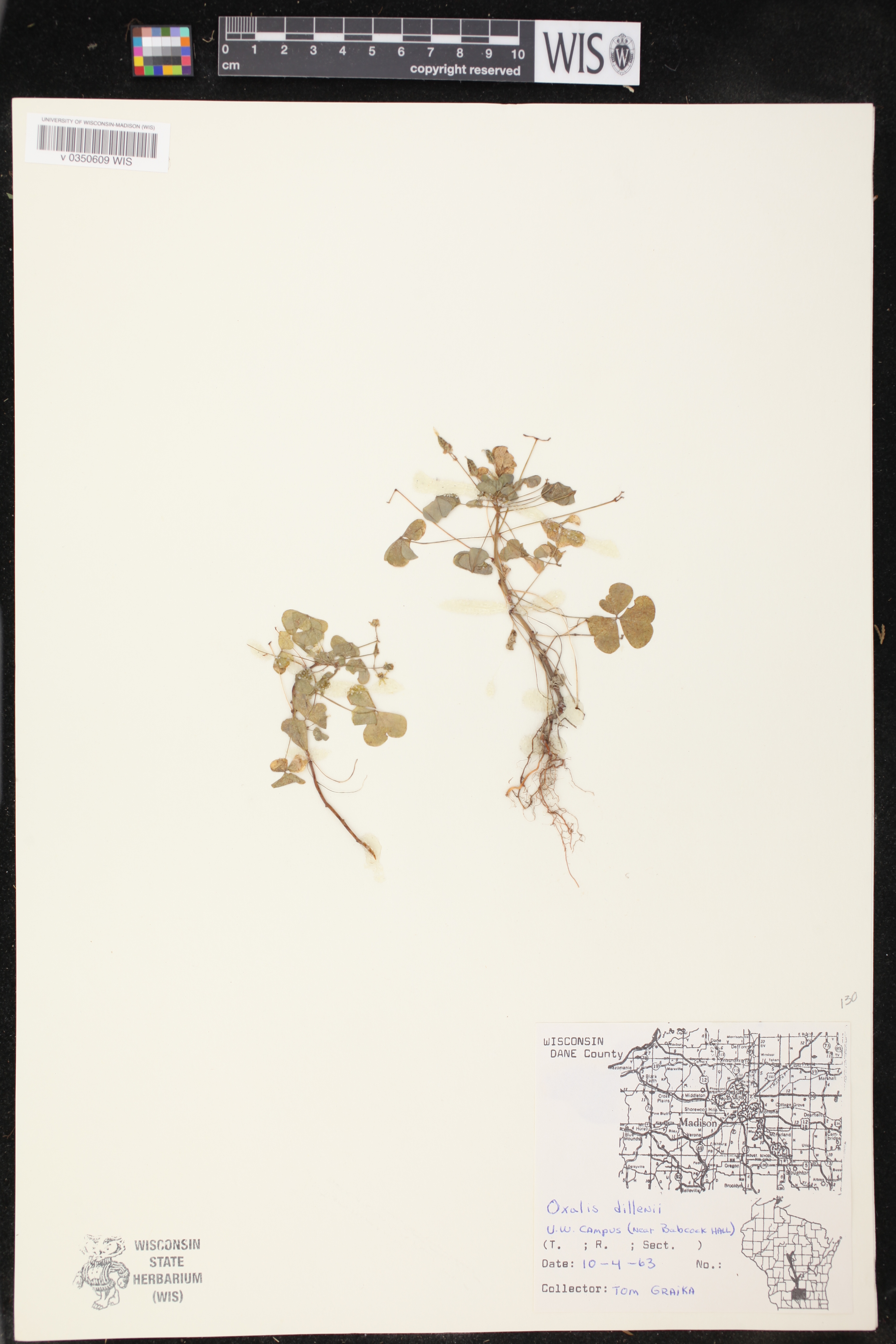 Oxalis stricta image