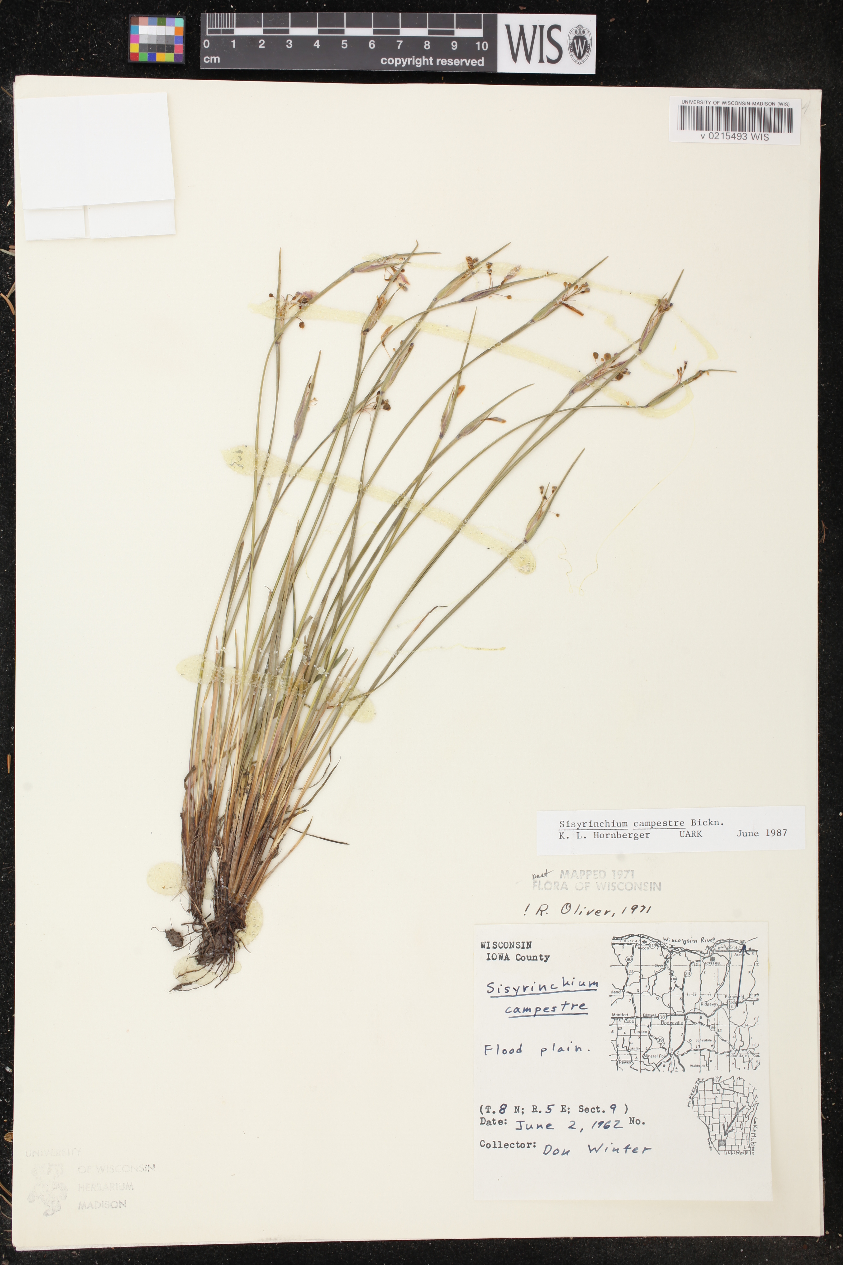 Sisyrinchium campestre image