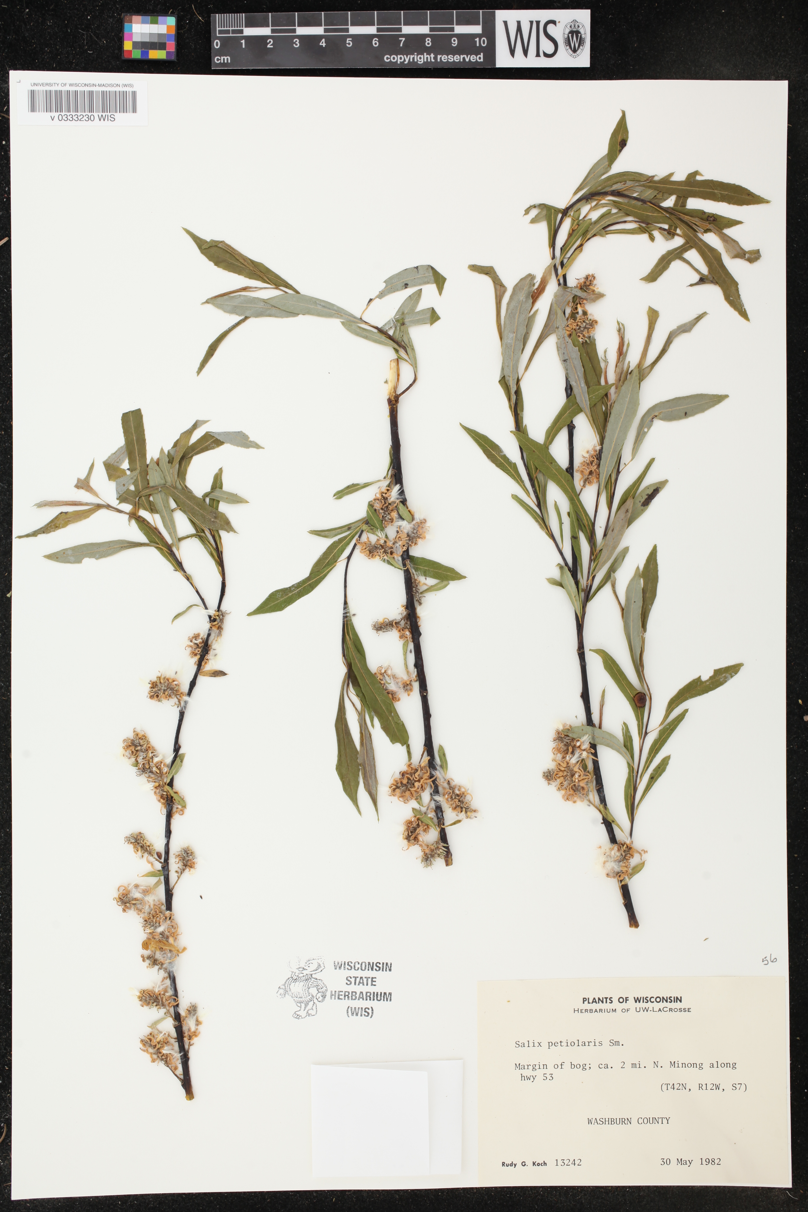 Salix petiolaris image
