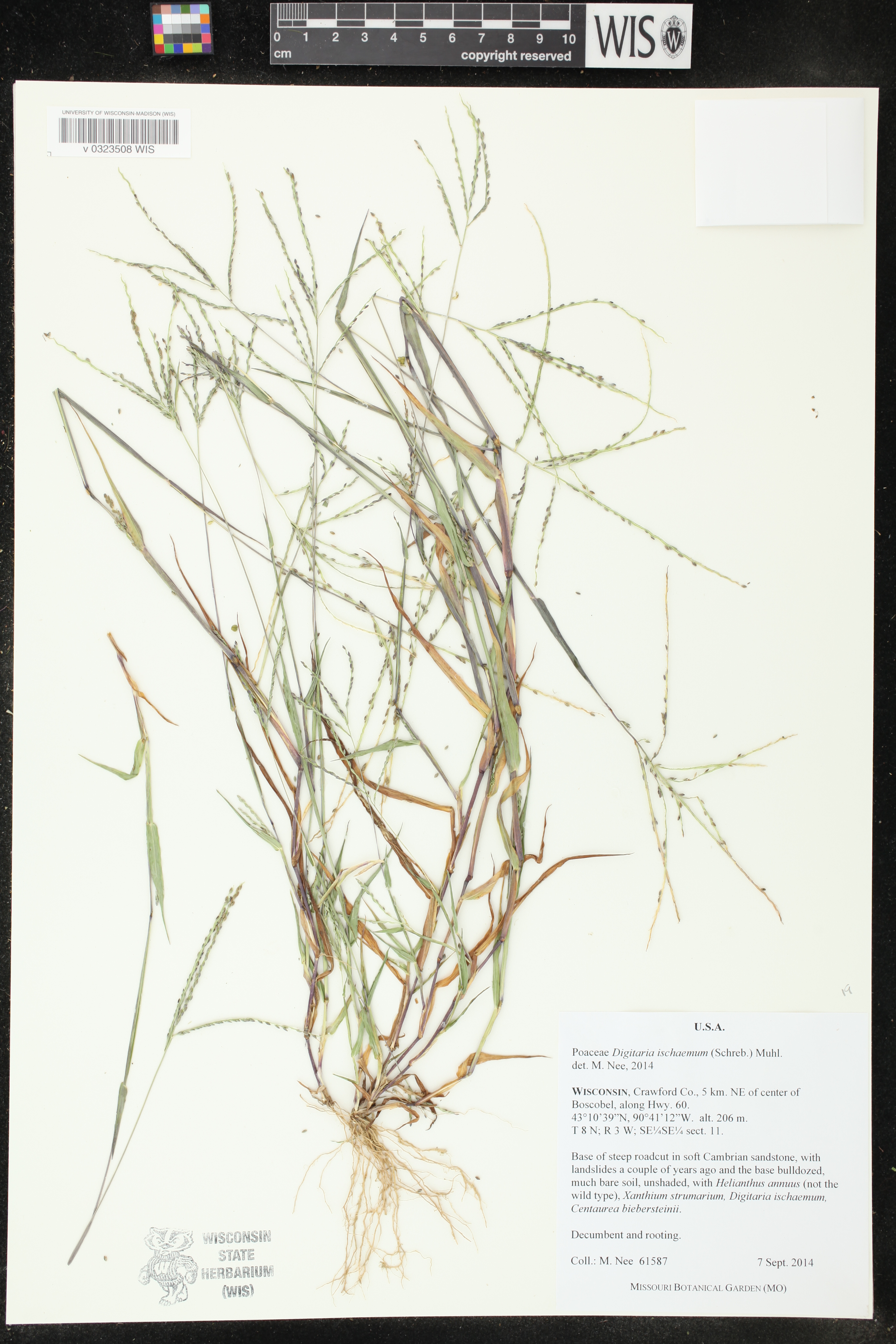 Digitaria ischaemum image