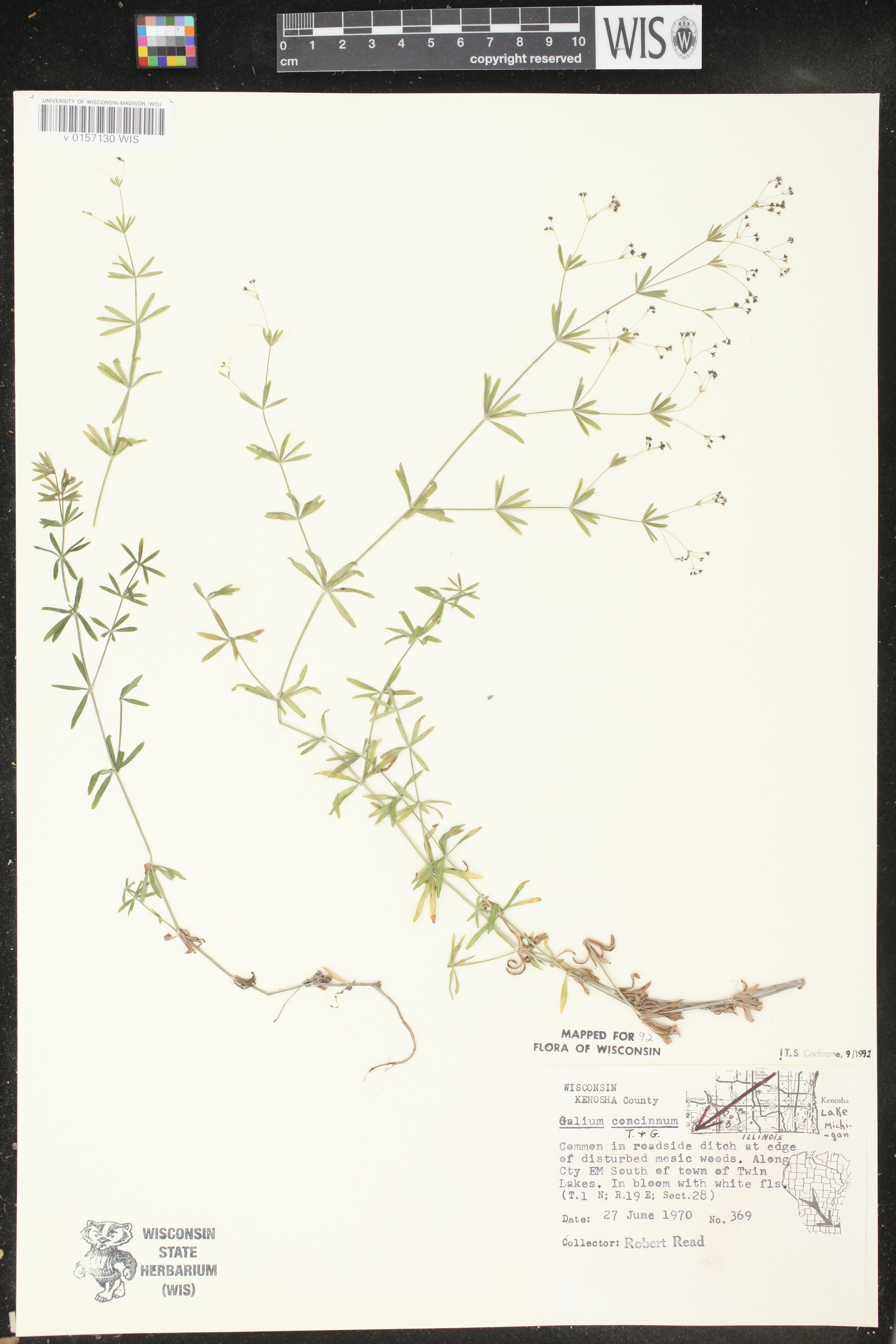 Galium concinnum image