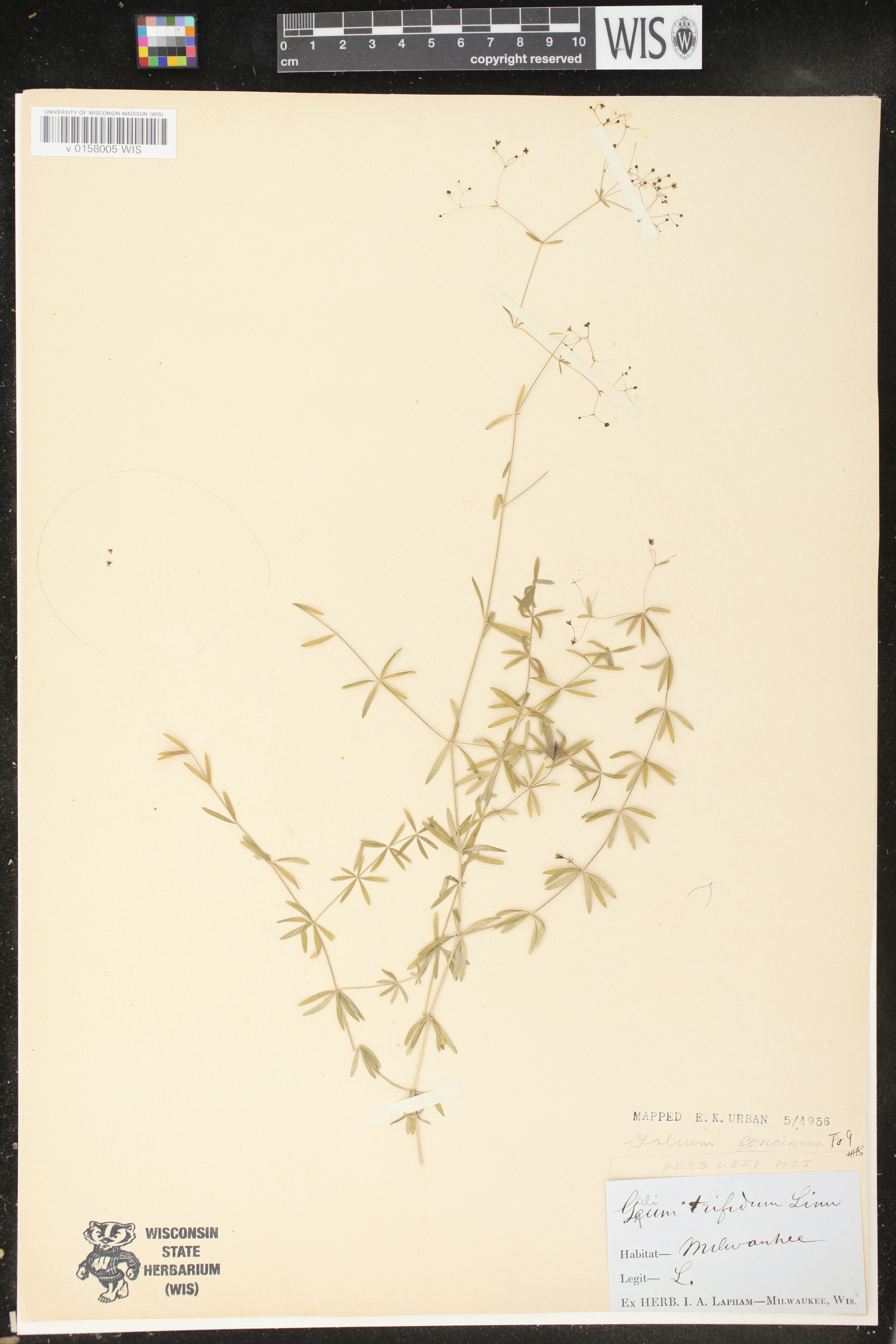 Galium concinnum image