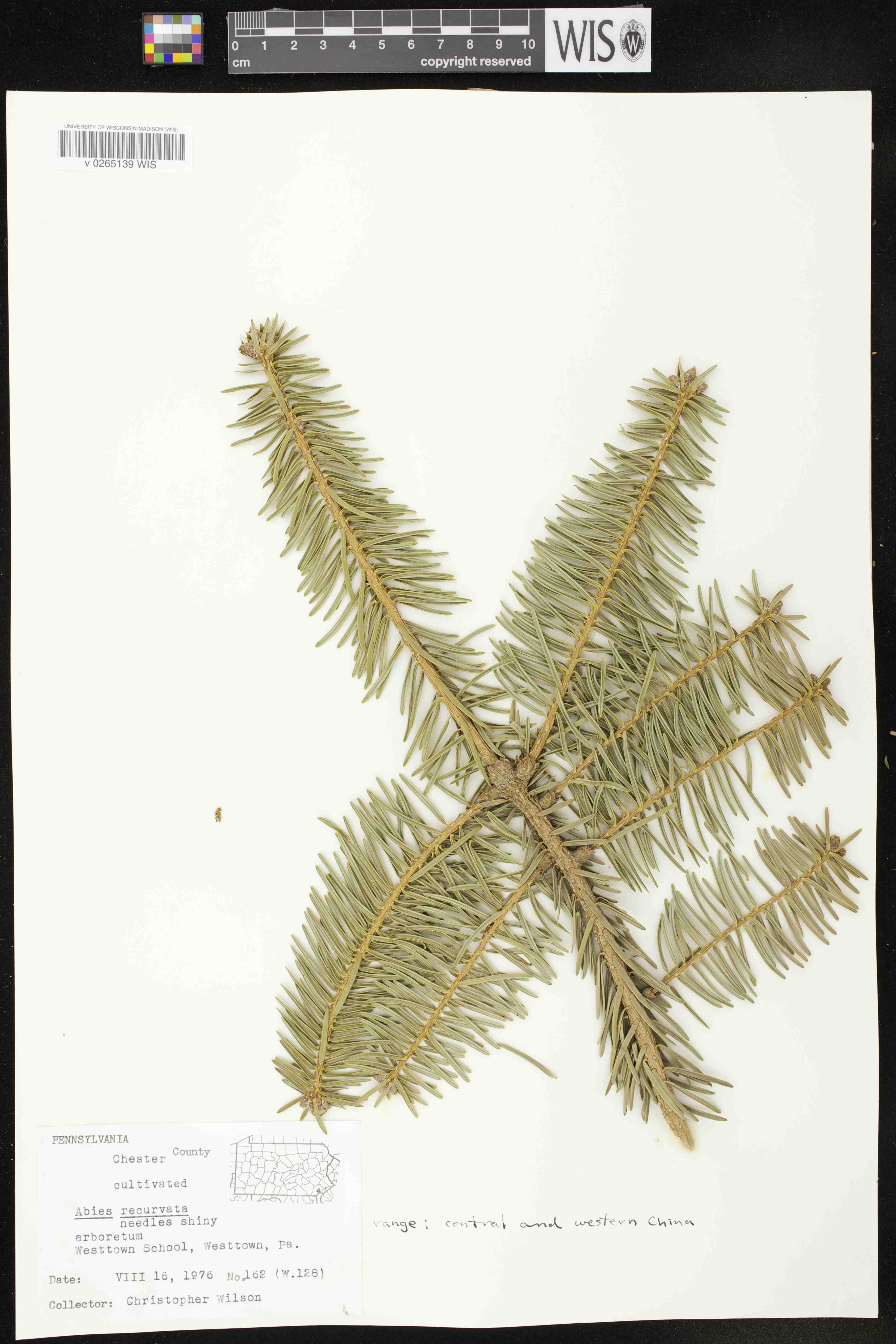 Abies recurvata image