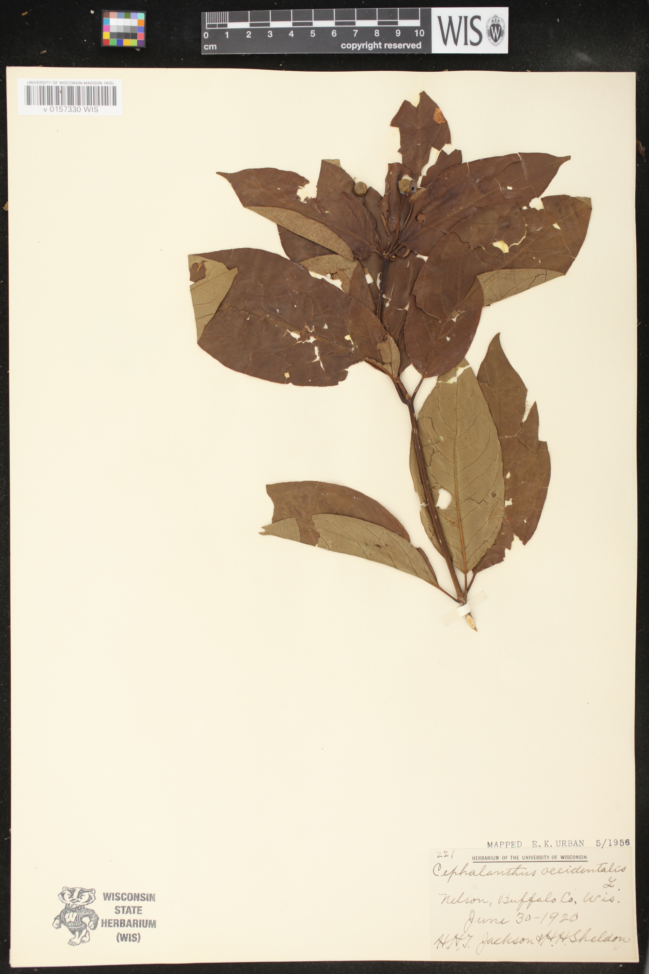 Cephalanthus occidentalis image