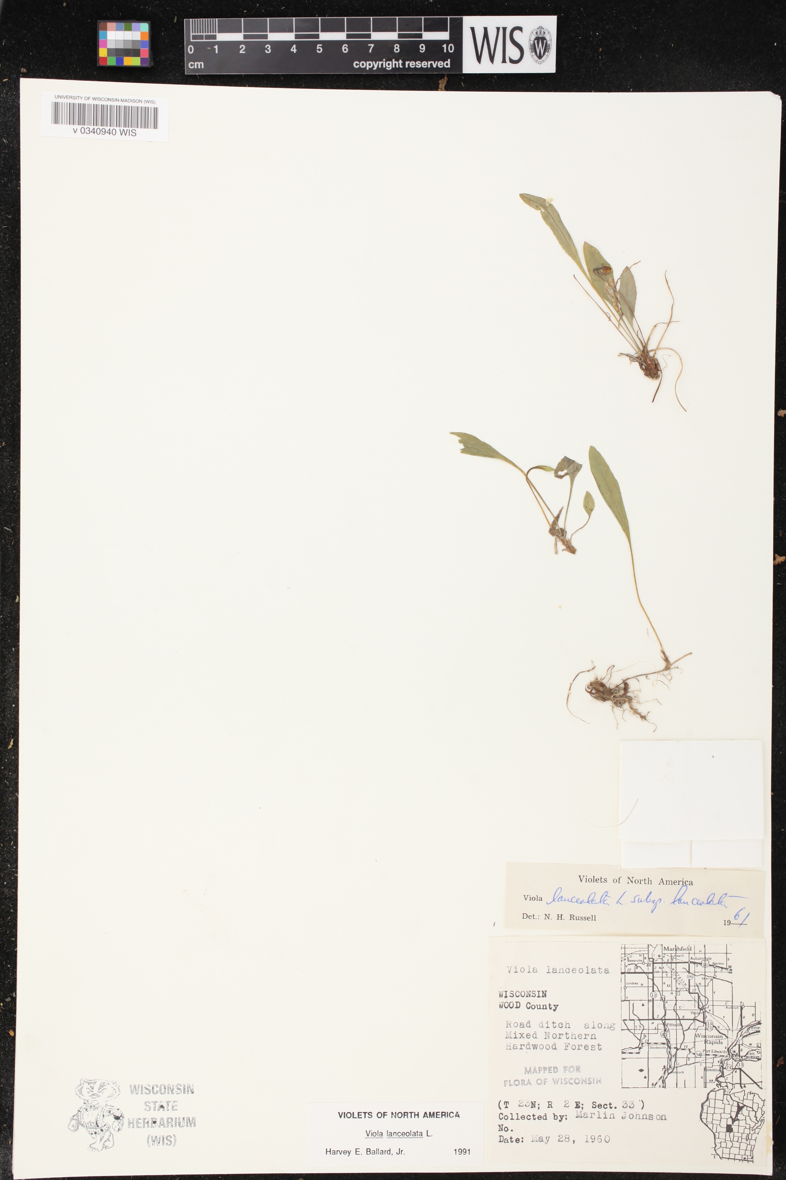 Viola lanceolata image
