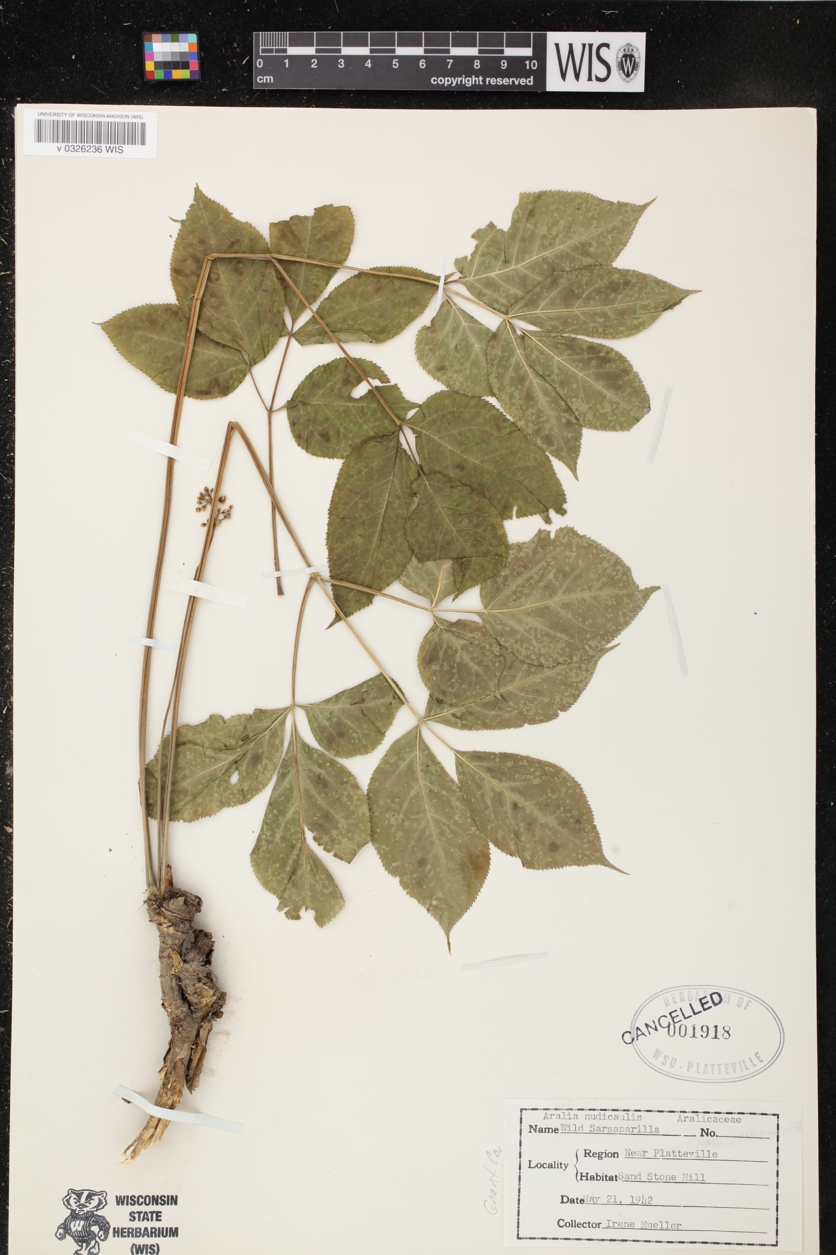 Aralia nudicaulis image