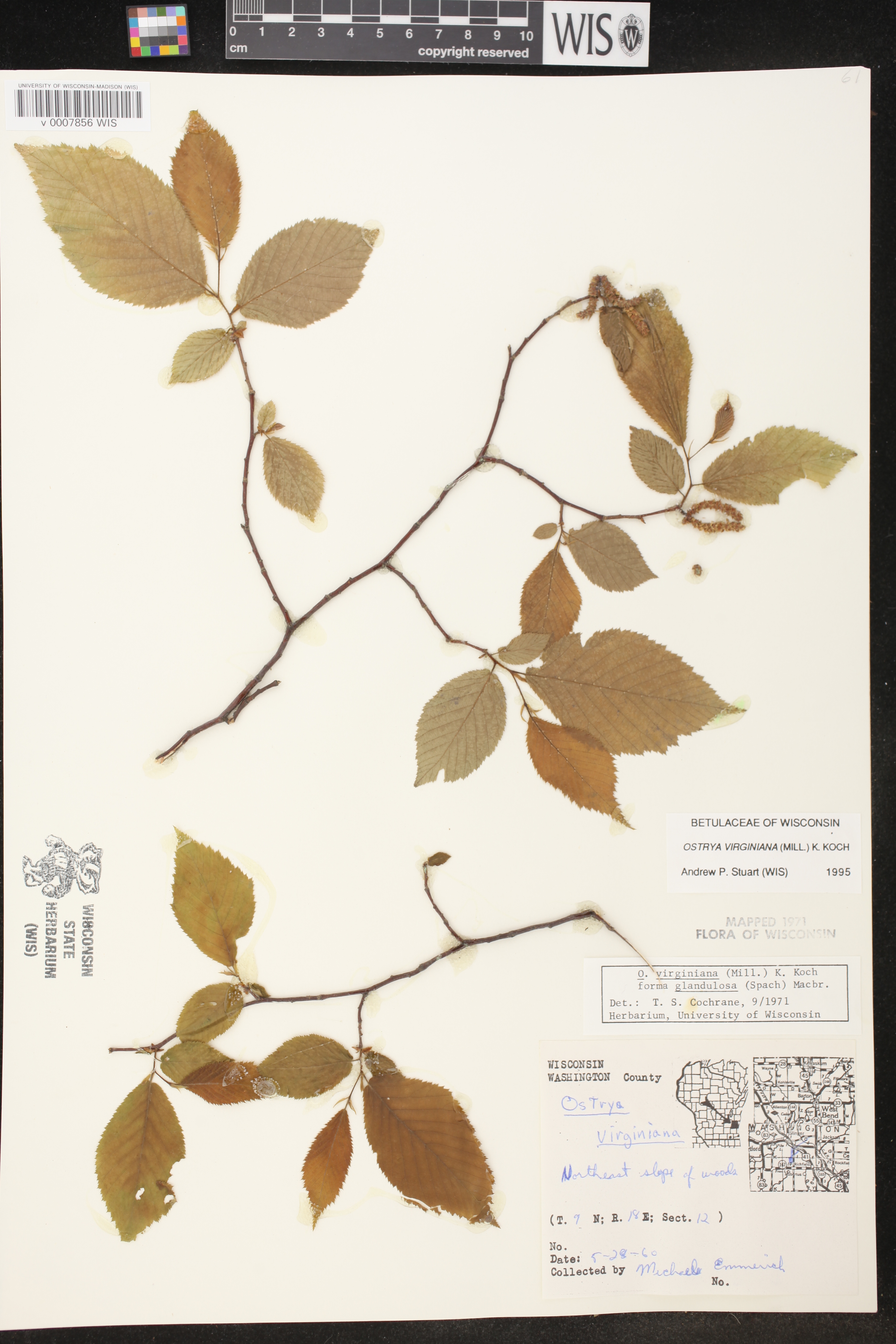 Ostrya virginiana image