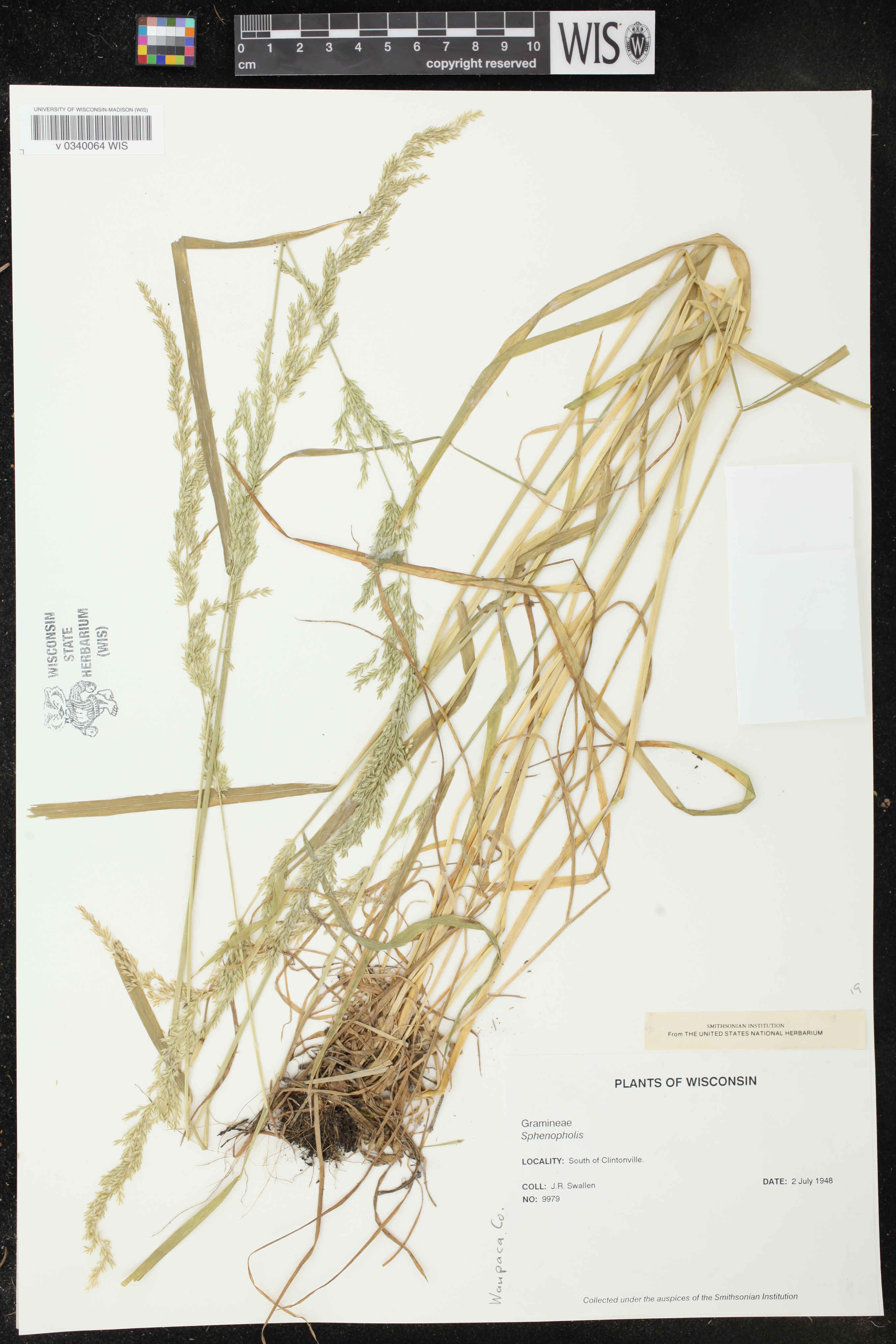 Sphenopholis intermedia image