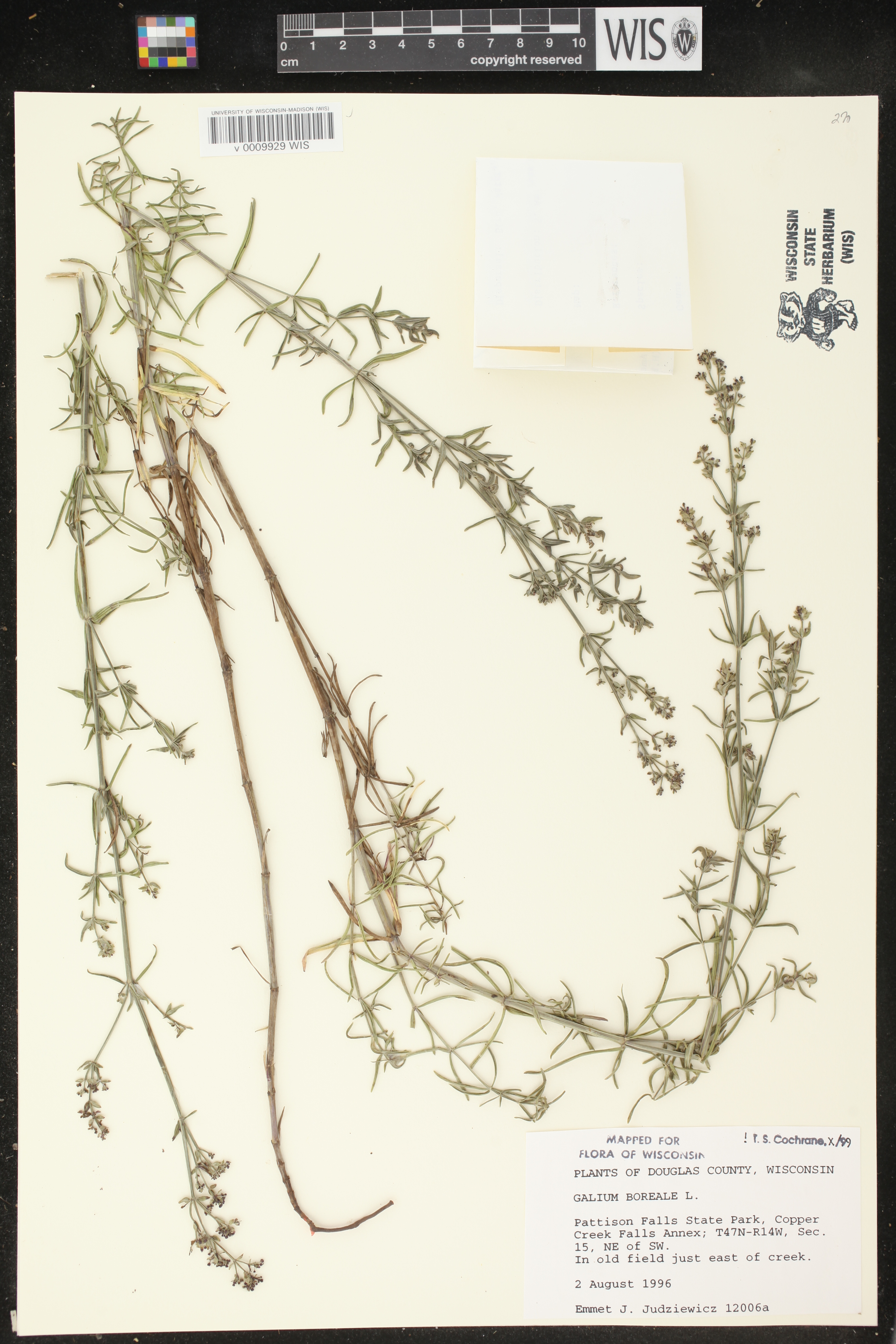 Galium boreale image