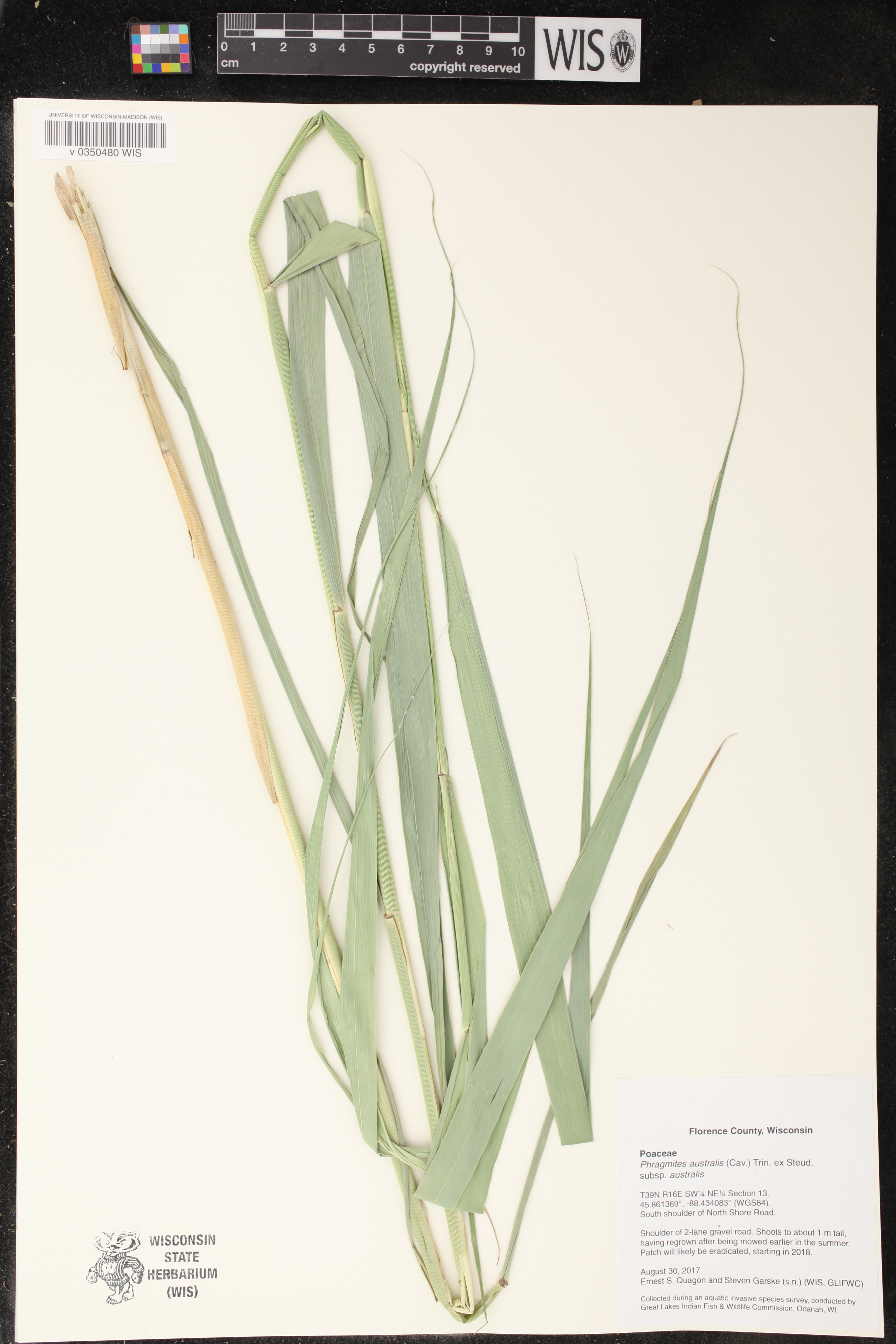 Phragmites australis image