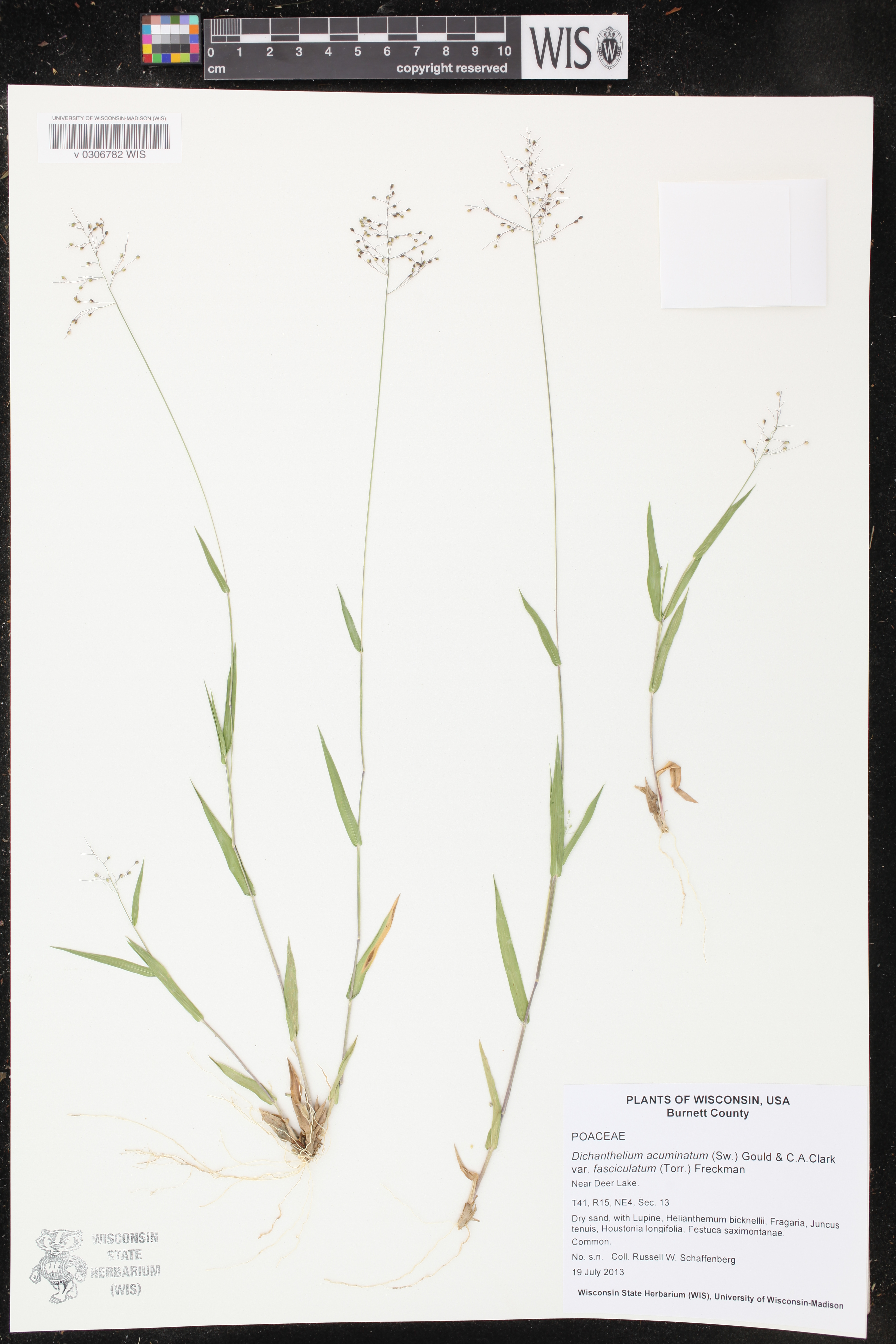 Dichanthelium acuminatum image