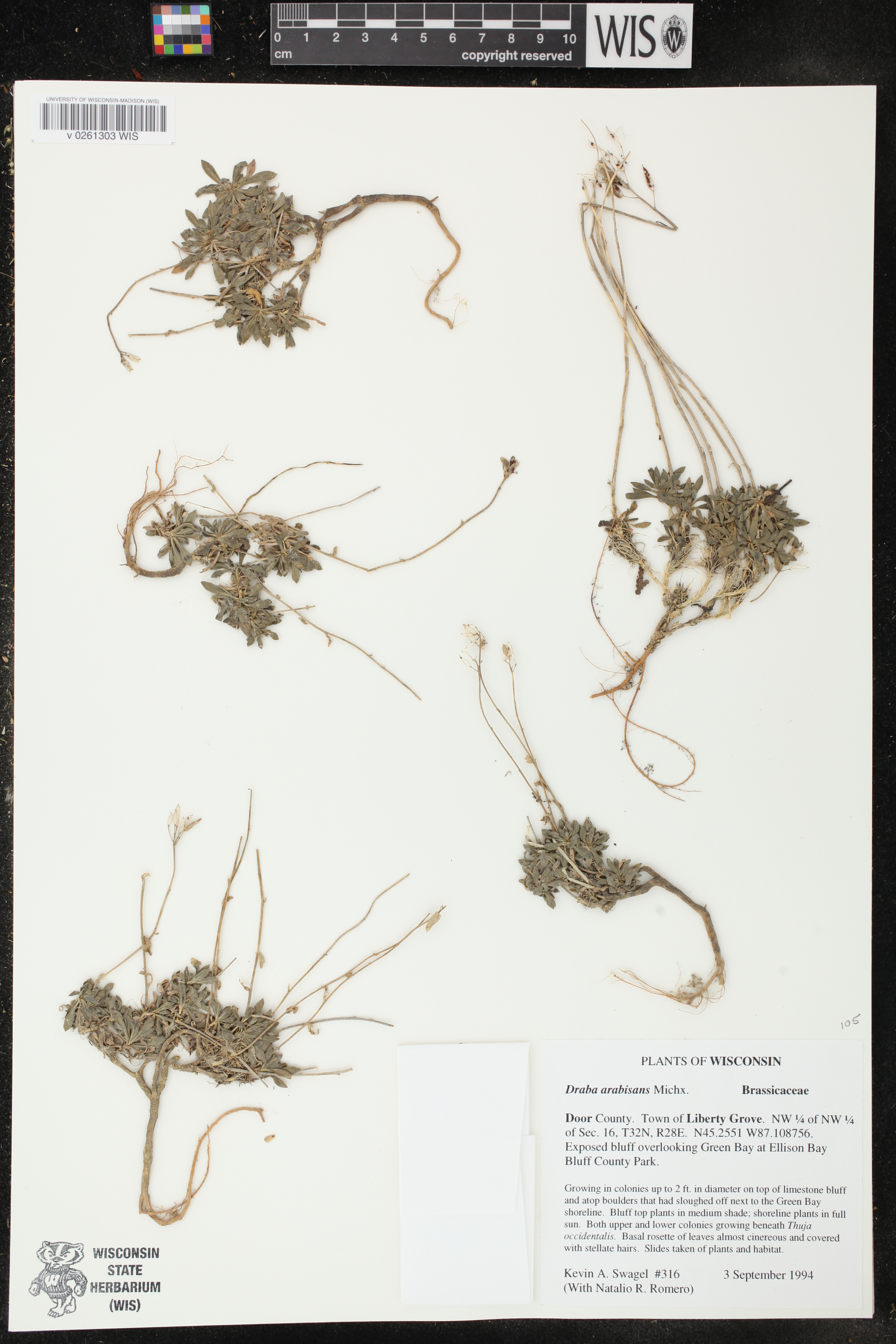 Draba arabisans image