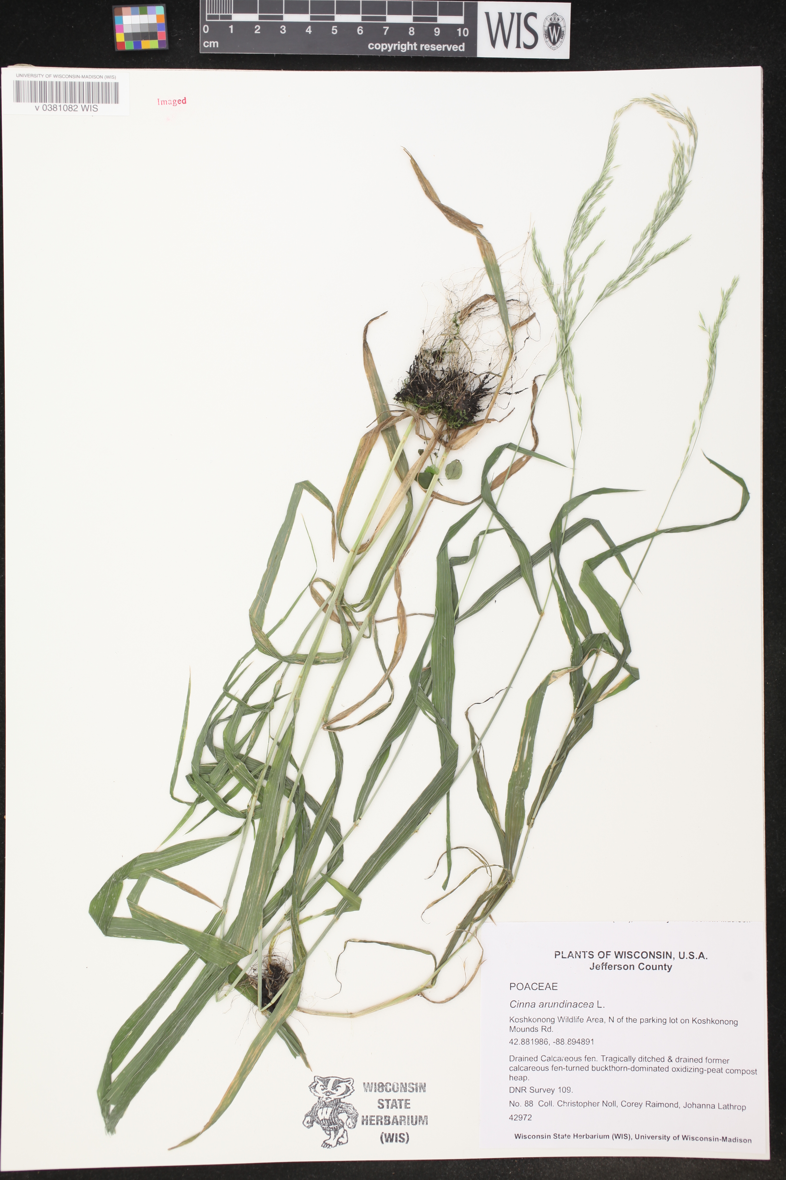 Cinna arundinacea image