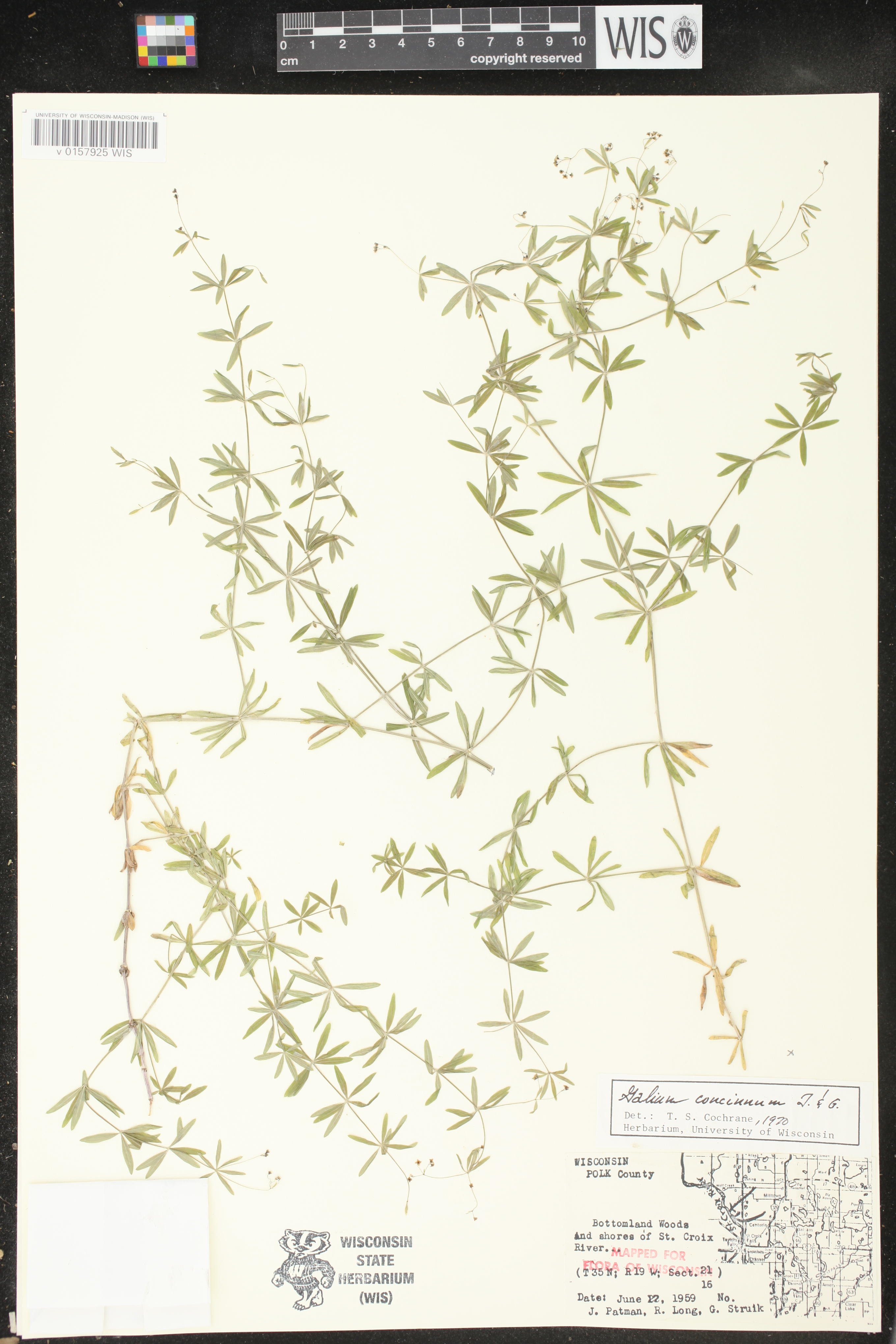 Galium concinnum image