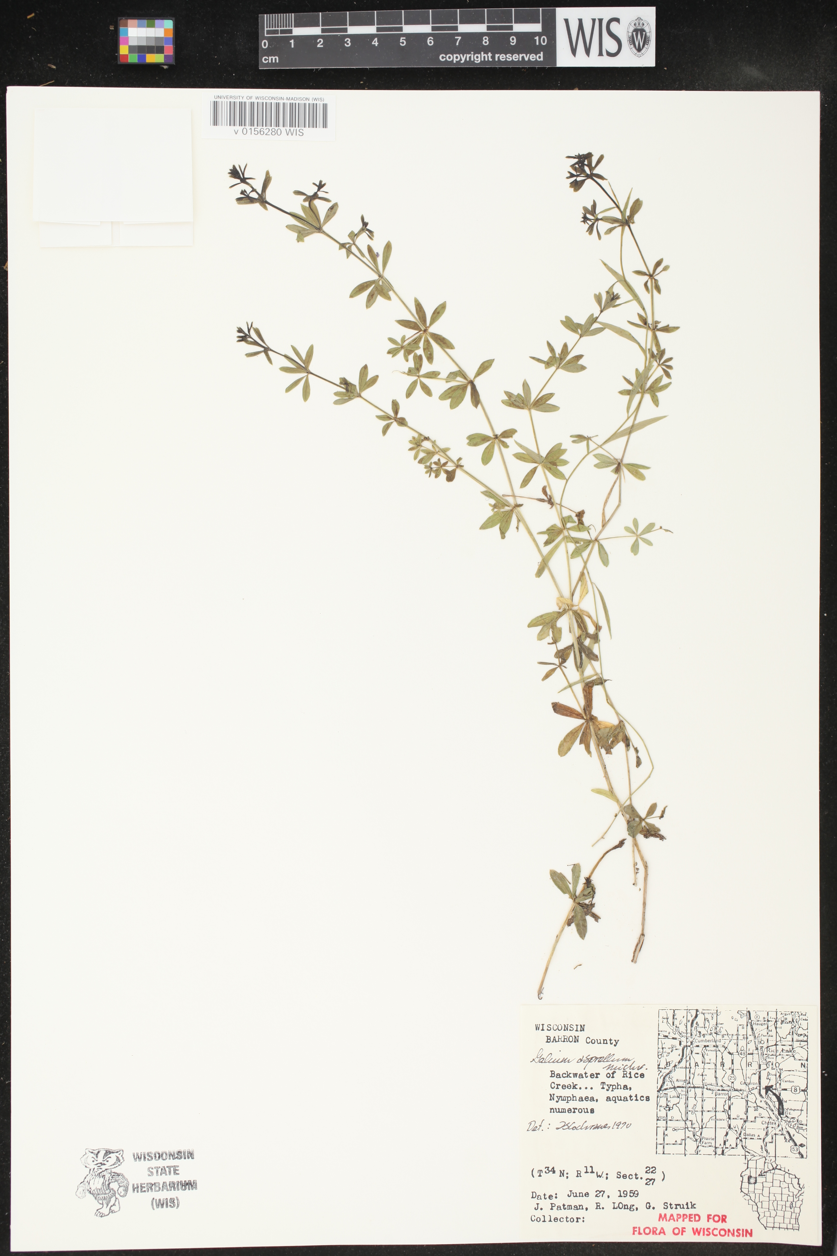 Galium asprellum image