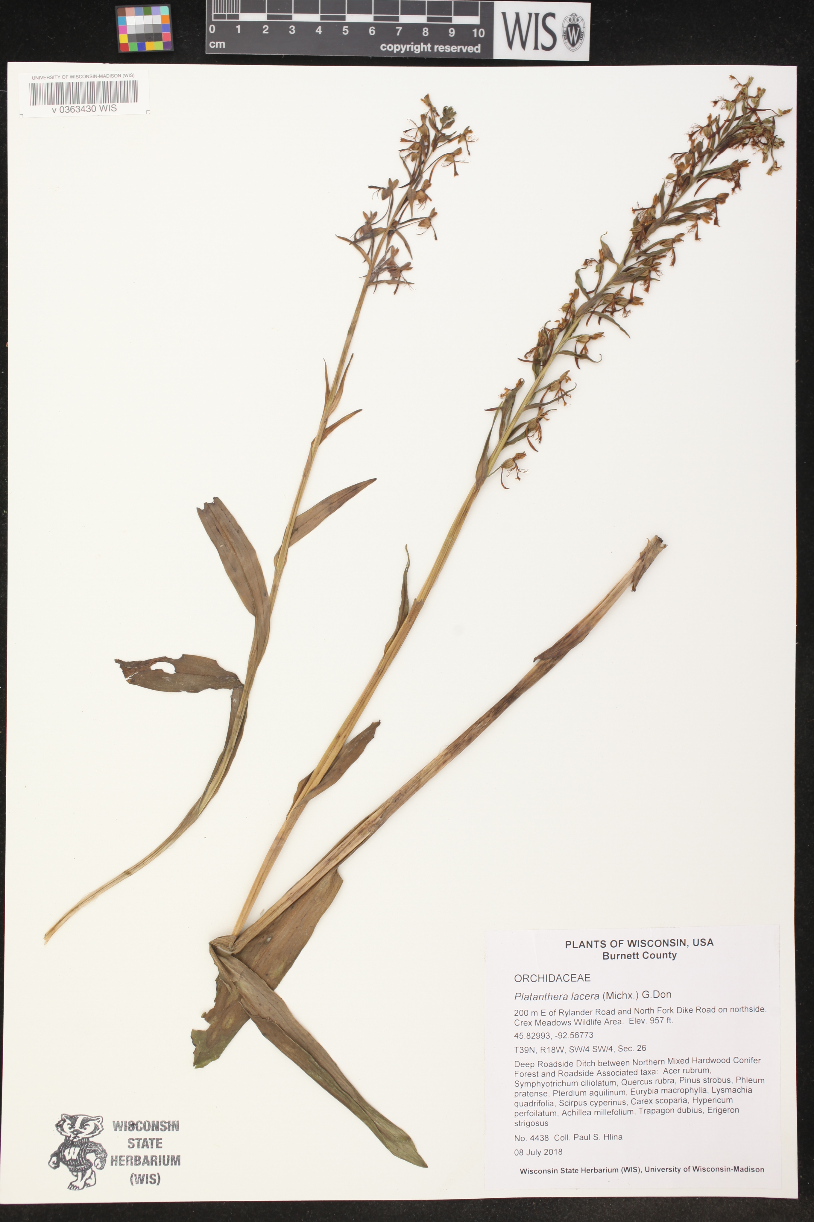 Platanthera lacera image
