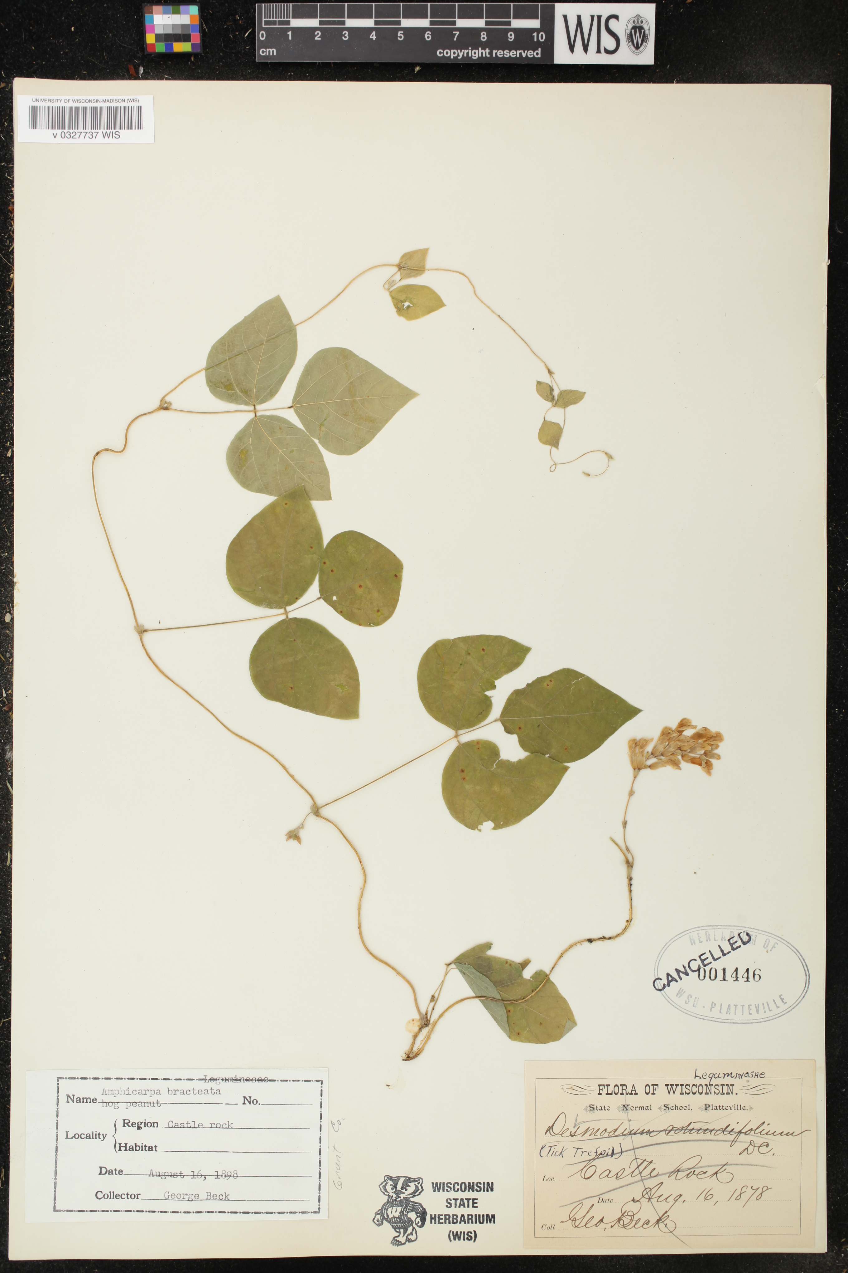 Amphicarpaea bracteata image