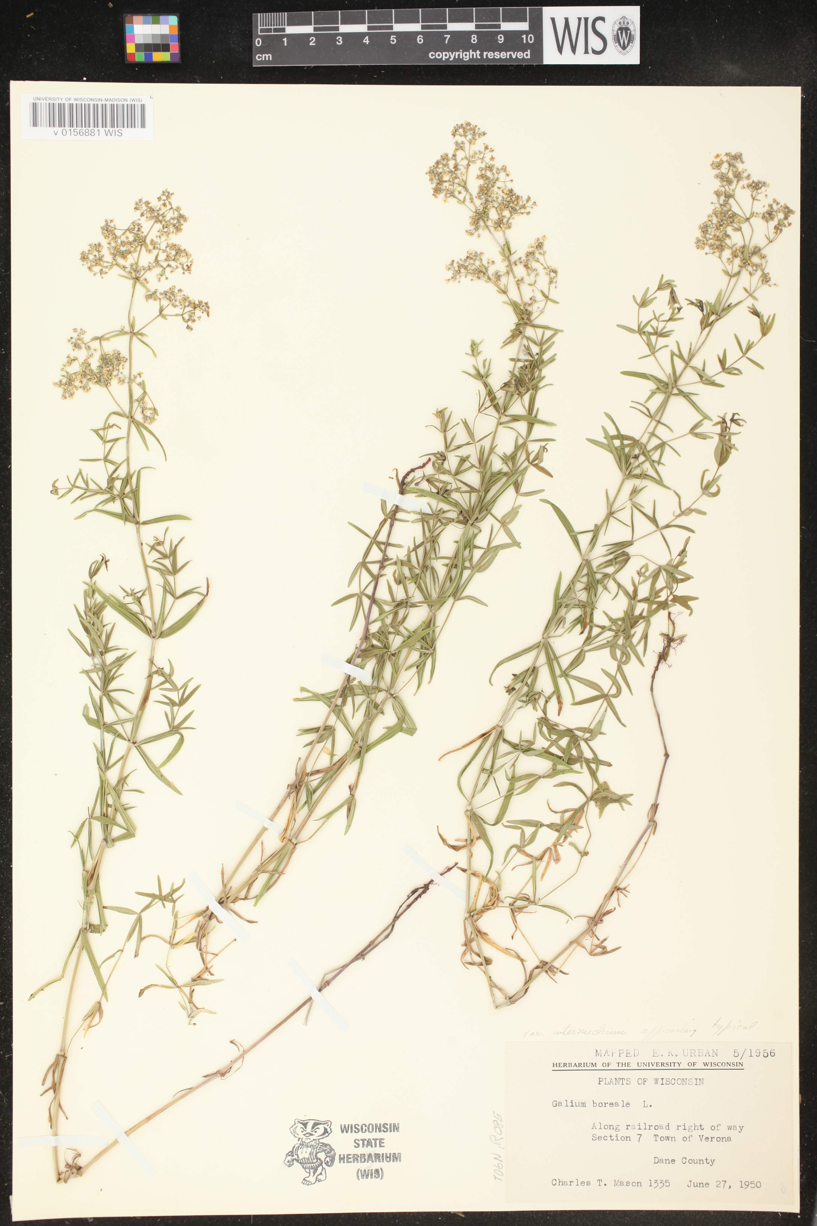 Galium boreale image