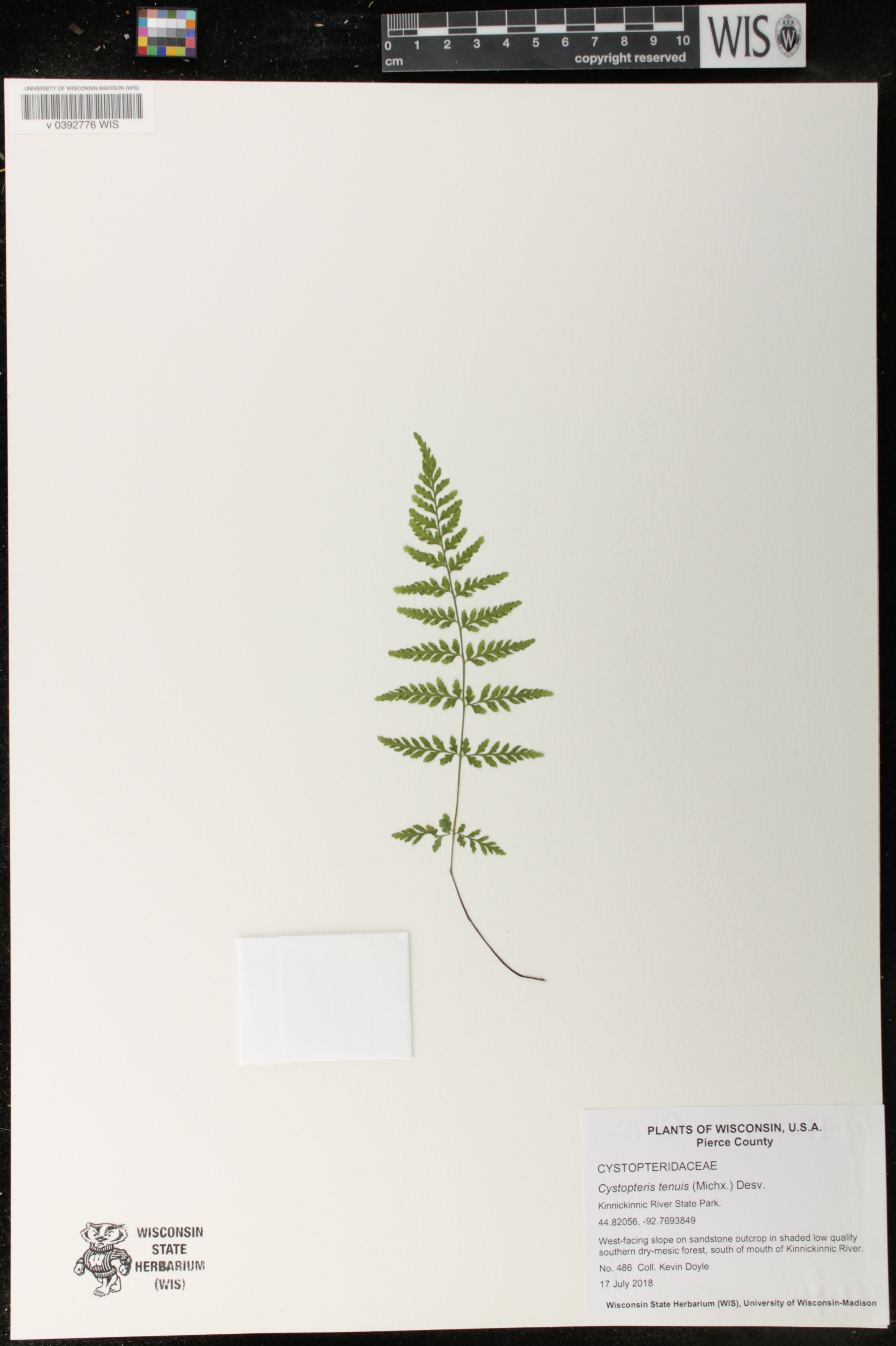 Cystopteris tenuis image