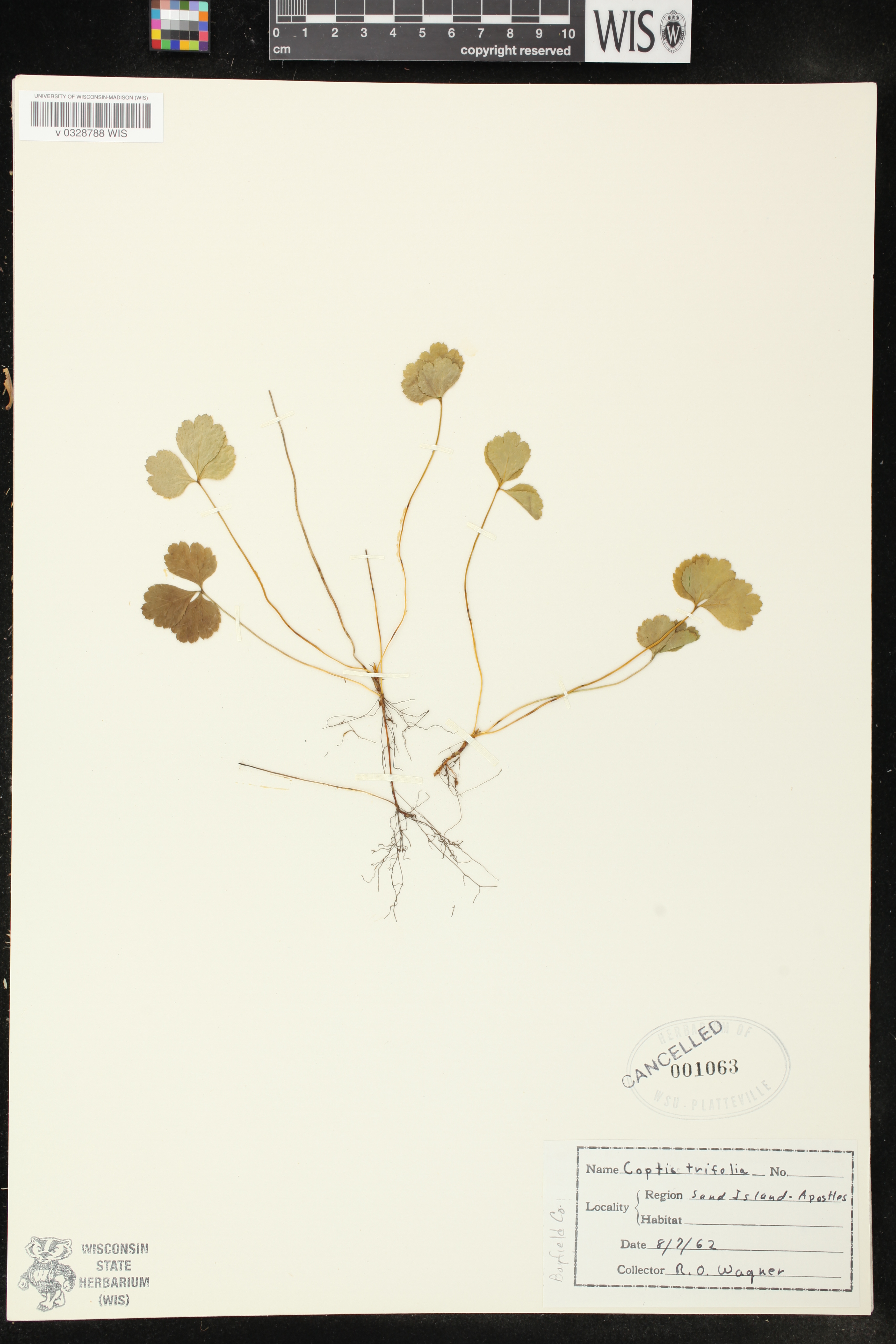 Coptis trifolia image