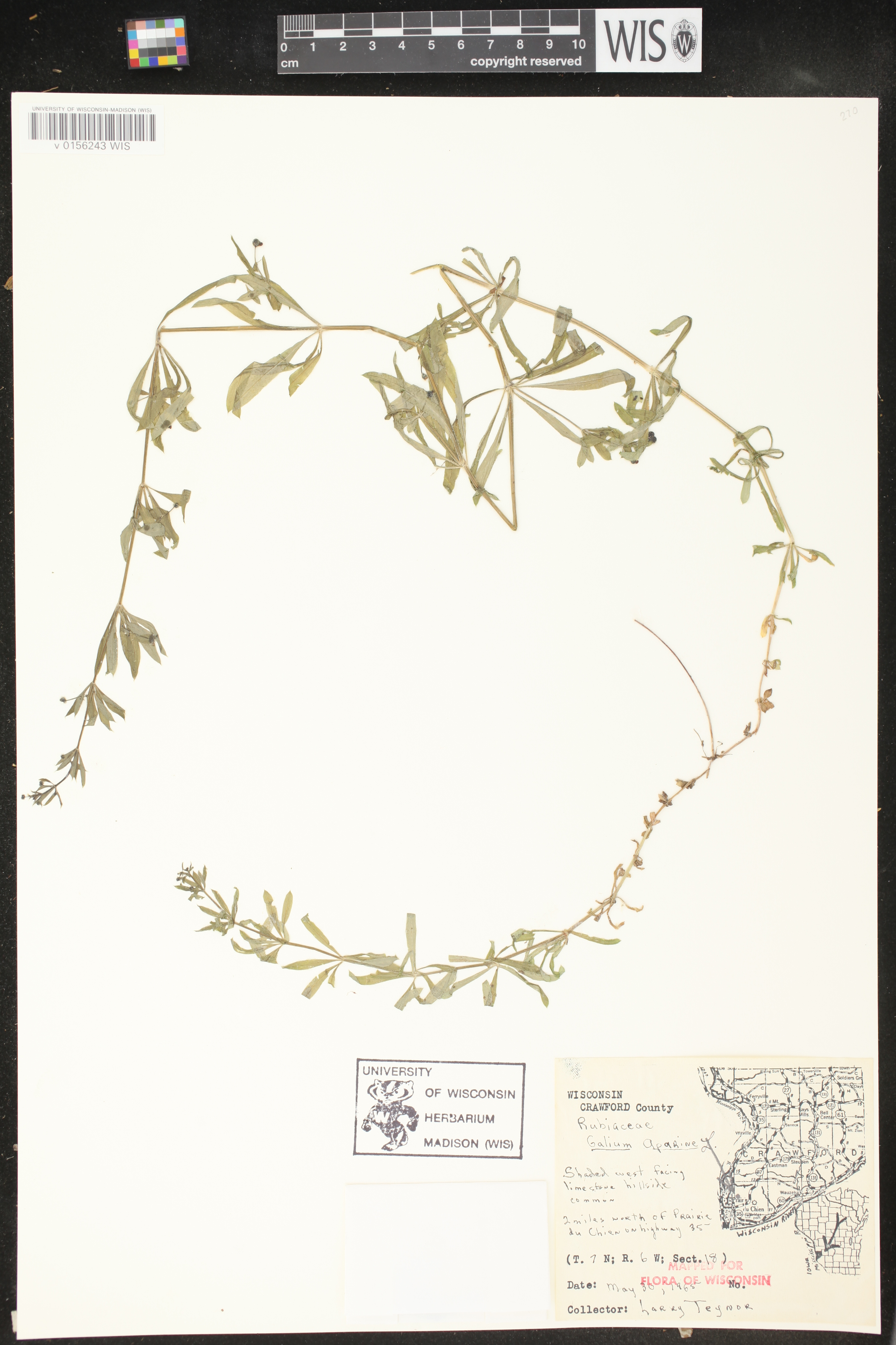 Galium aparine image