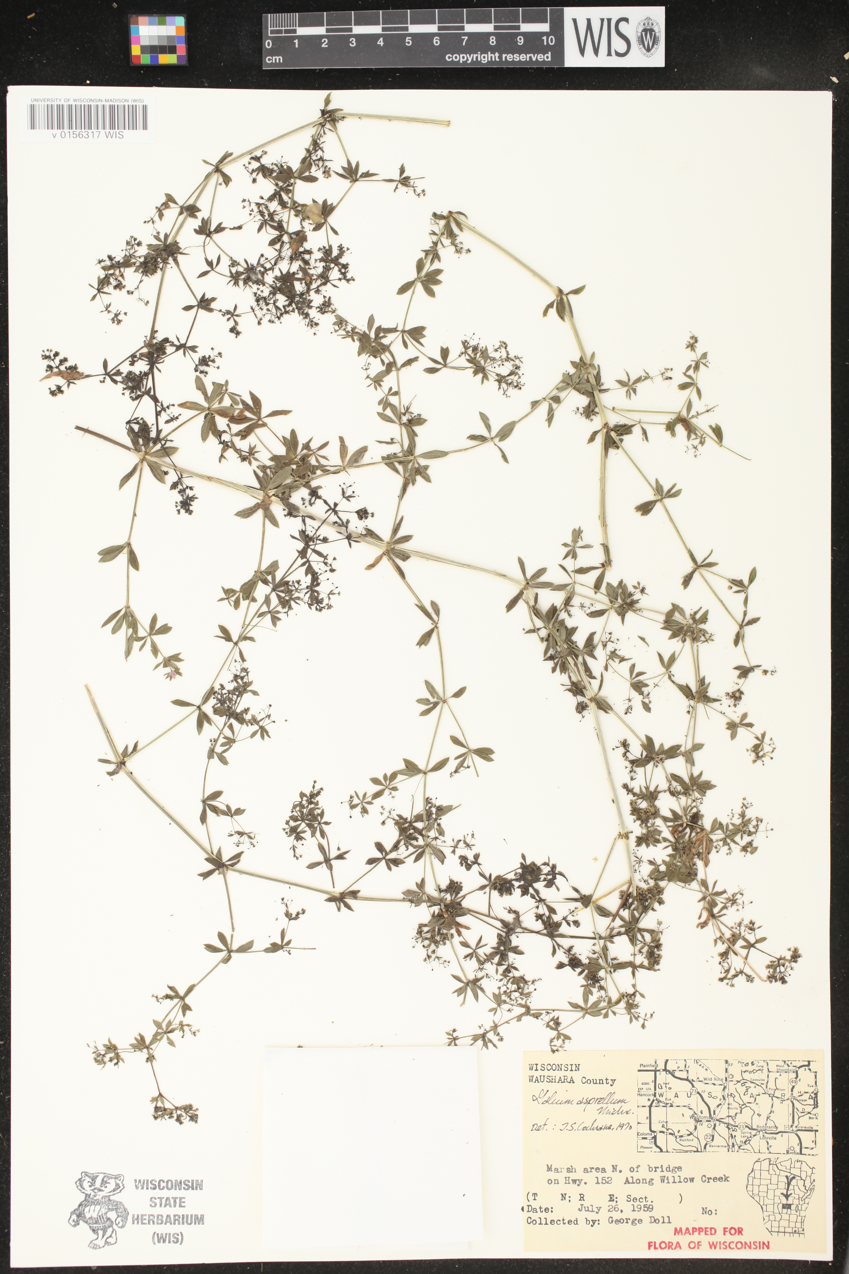 Galium asprellum image