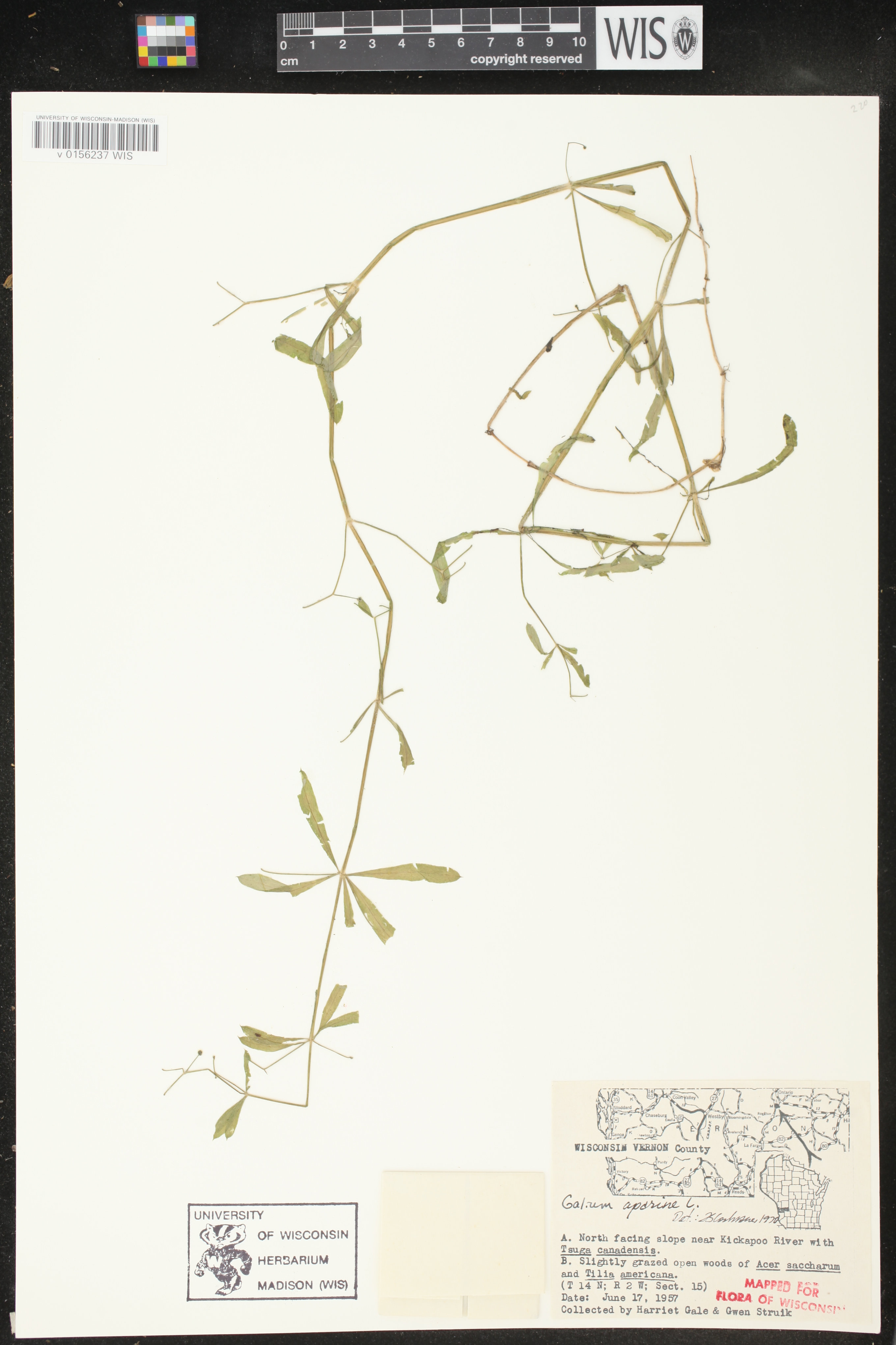 Galium aparine image