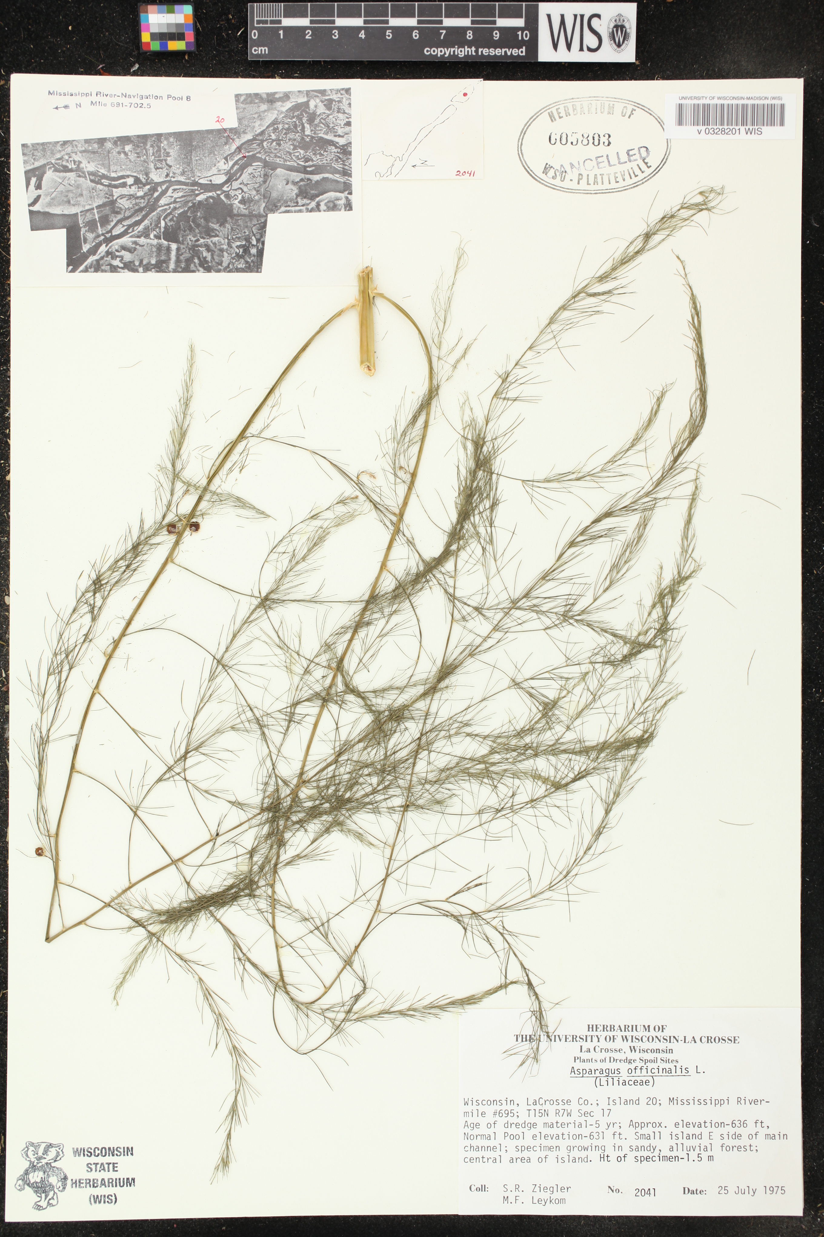 Asparagus officinalis image
