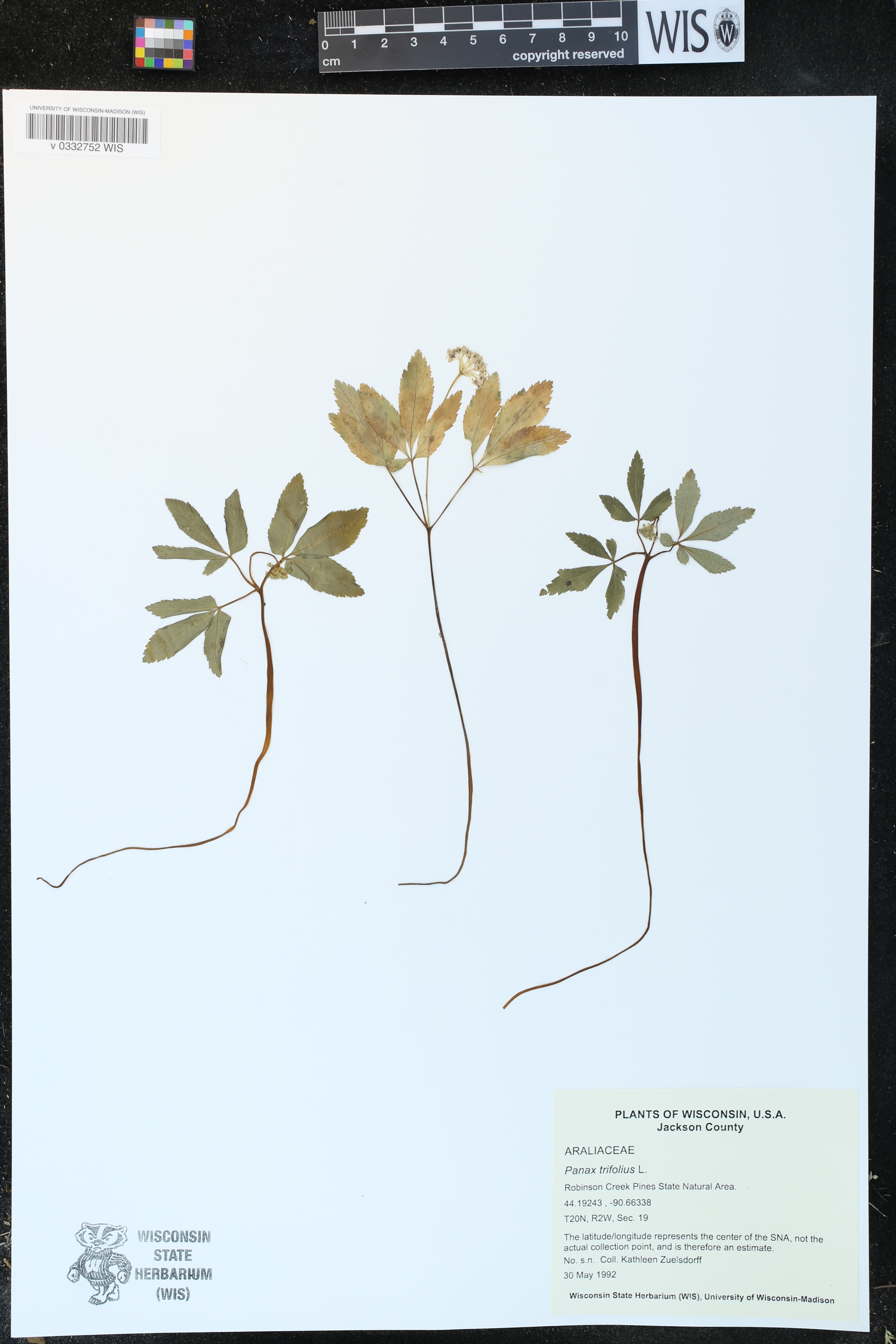 Panax trifolius image